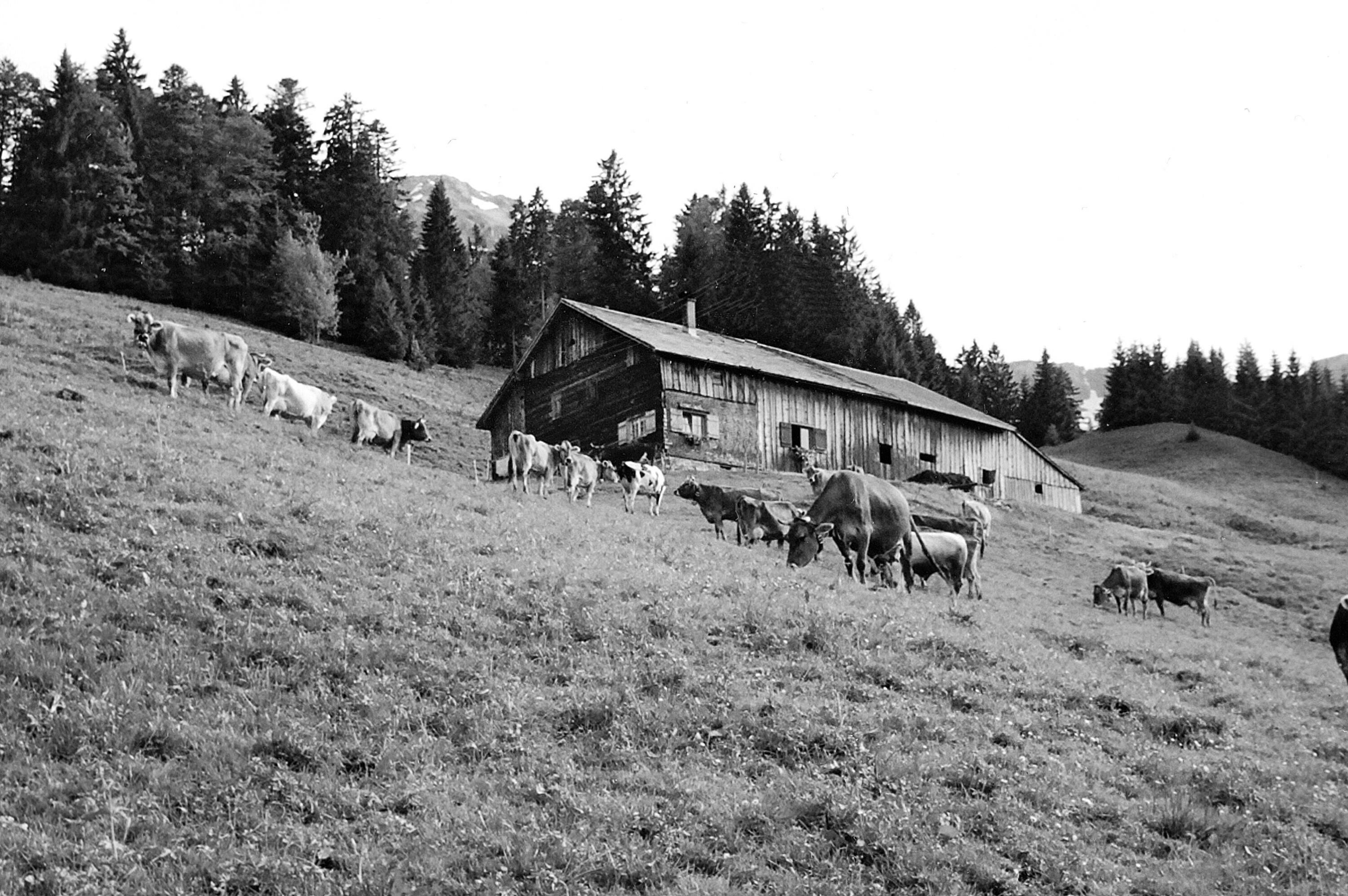 Alphütte Lipurgers Ochsenhof></div>


    <hr>
    <div class=