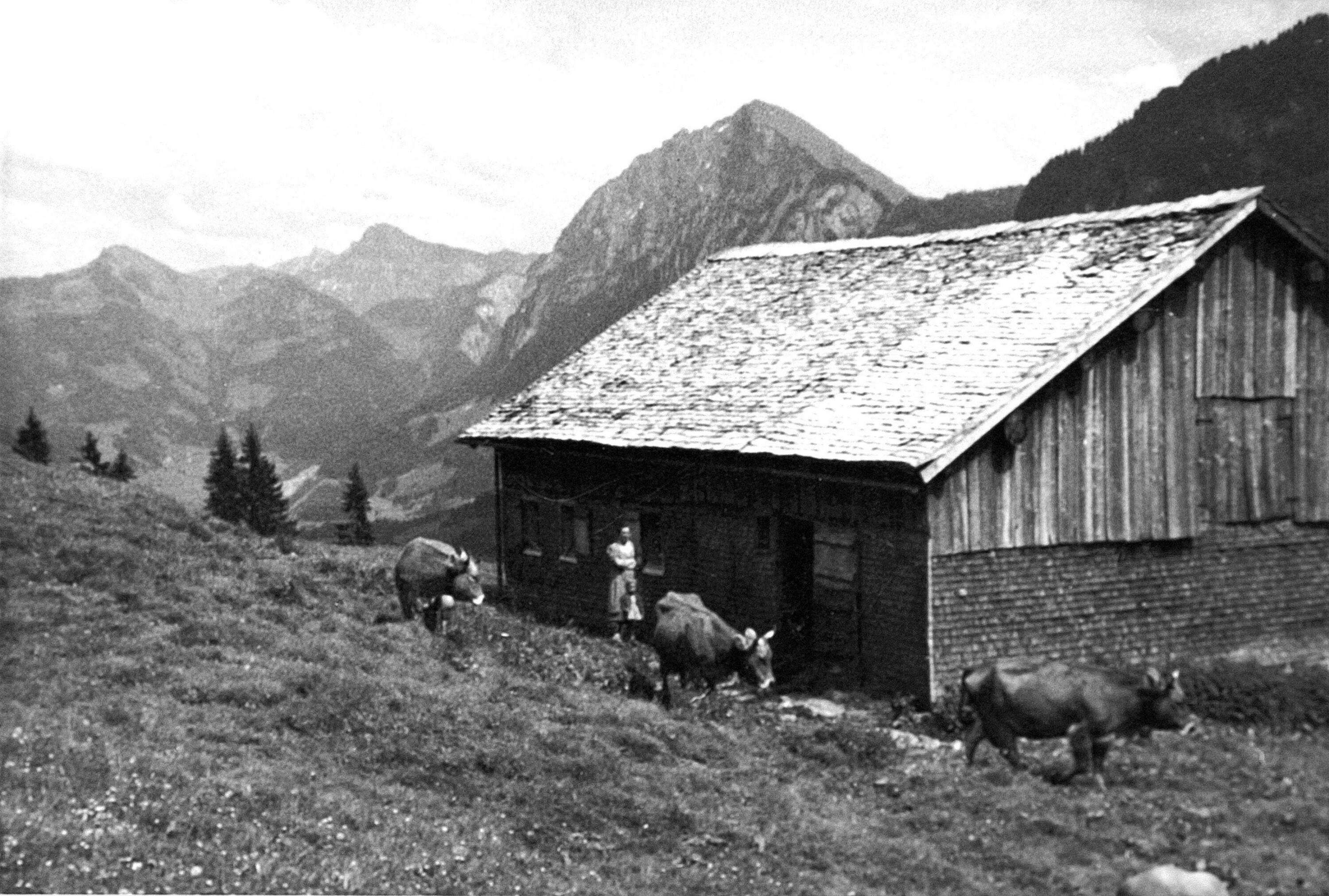 Alpe Oberwald></div>


    <hr>
    <div class=
