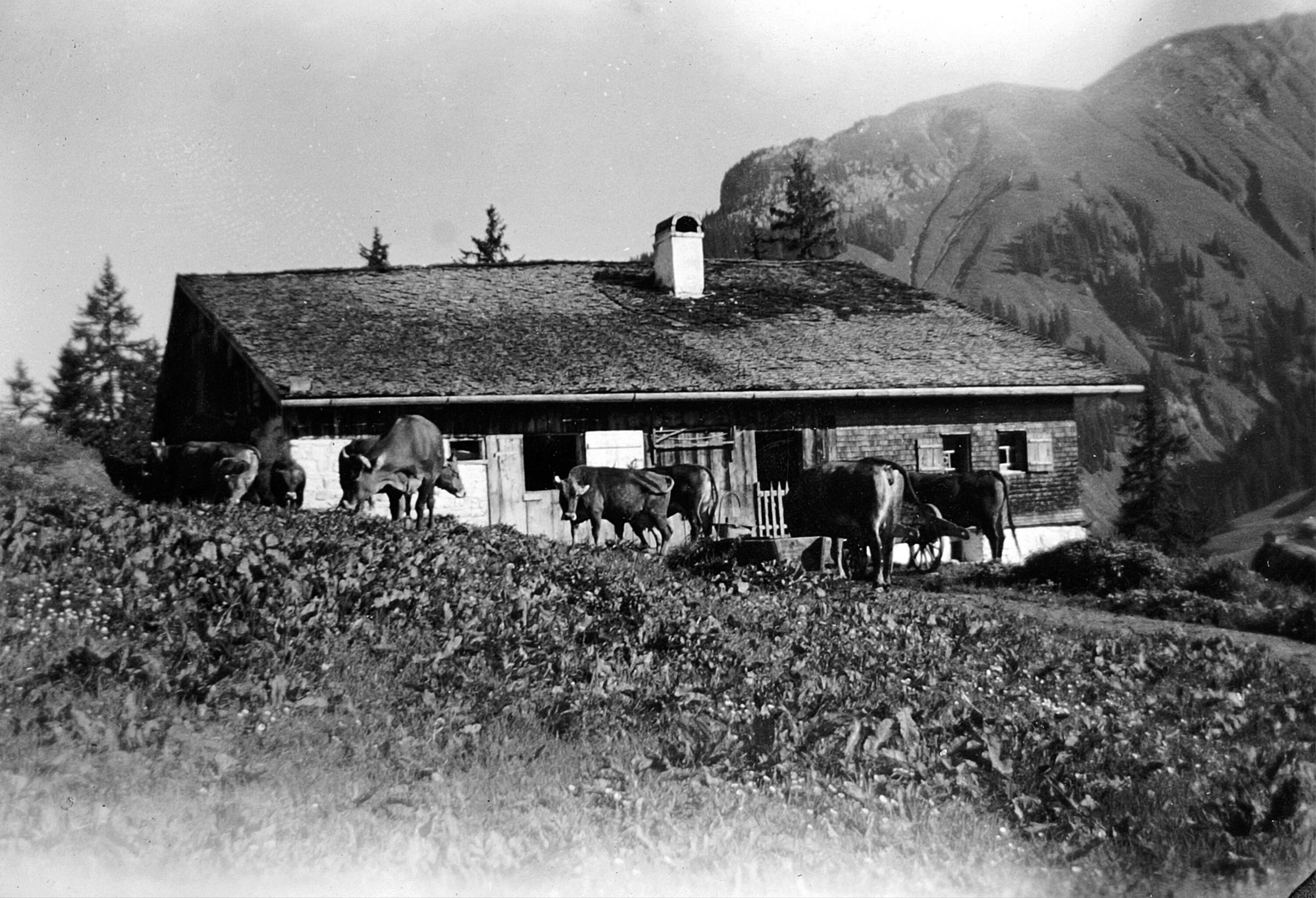 Alphütte Oberwald></div>


    <hr>
    <div class=