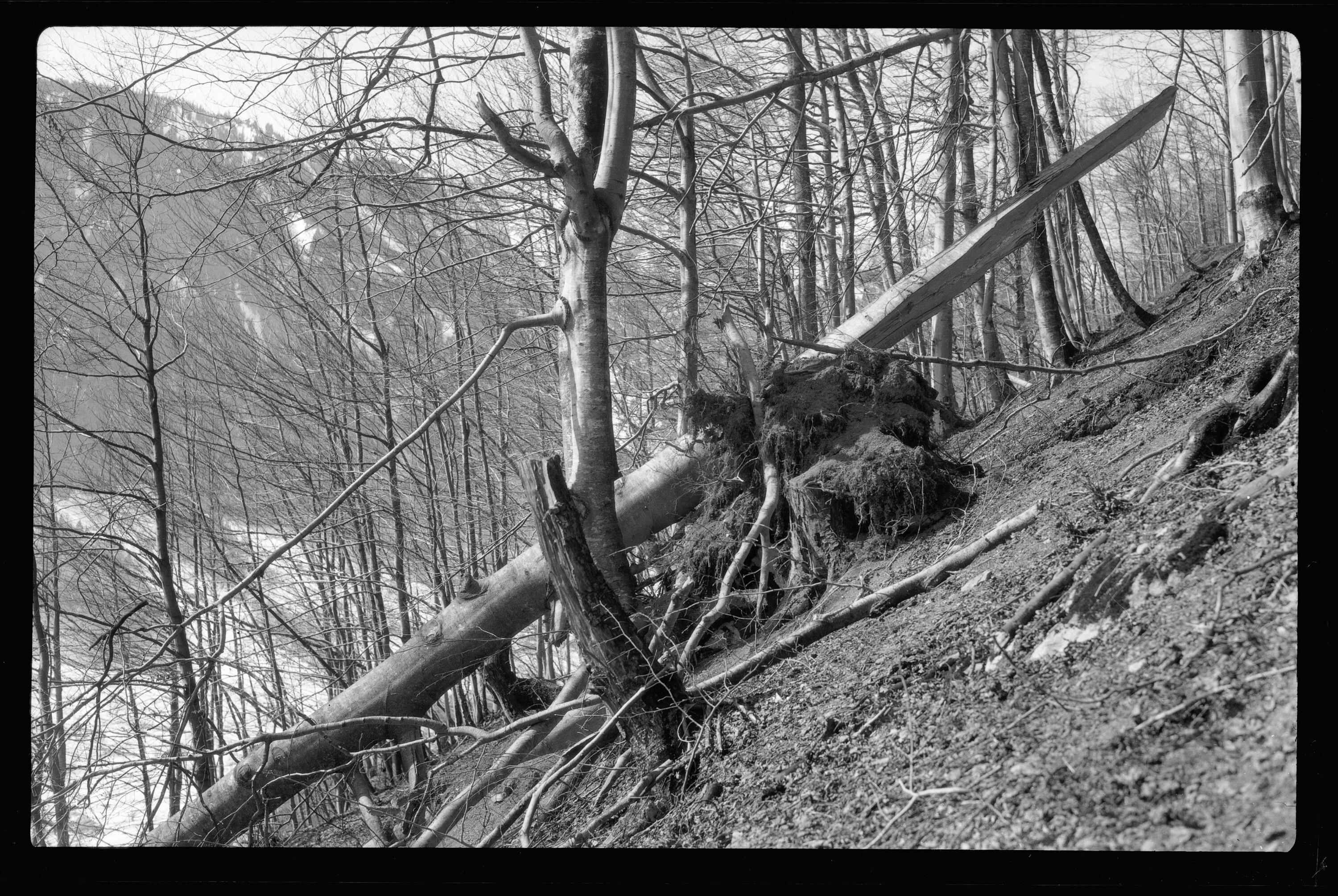 [Aufnahme eines abgebrochenen Baumstammes in einem Waldstück oberhalb von Dalaas]></div>


    <hr>
    <div class=