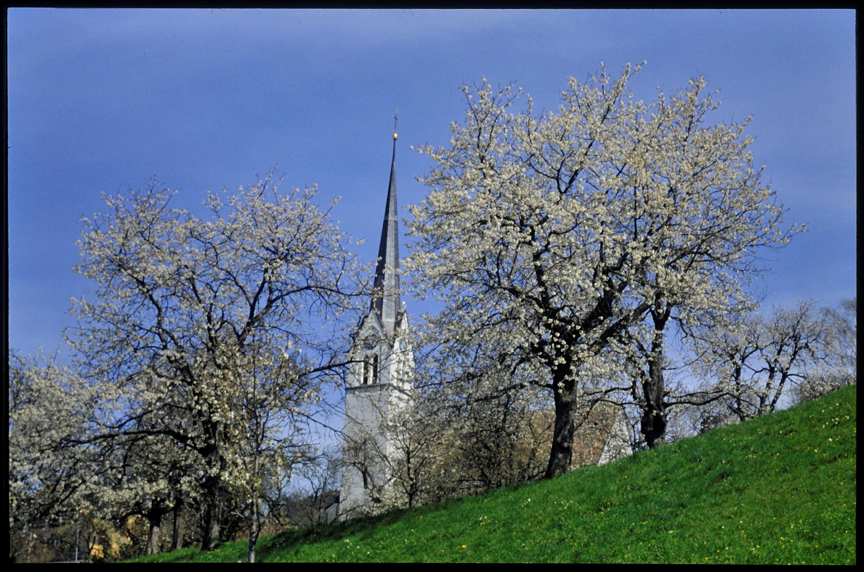 [Fraxern, Kirschblüte]></div>


    <hr>
    <div class=