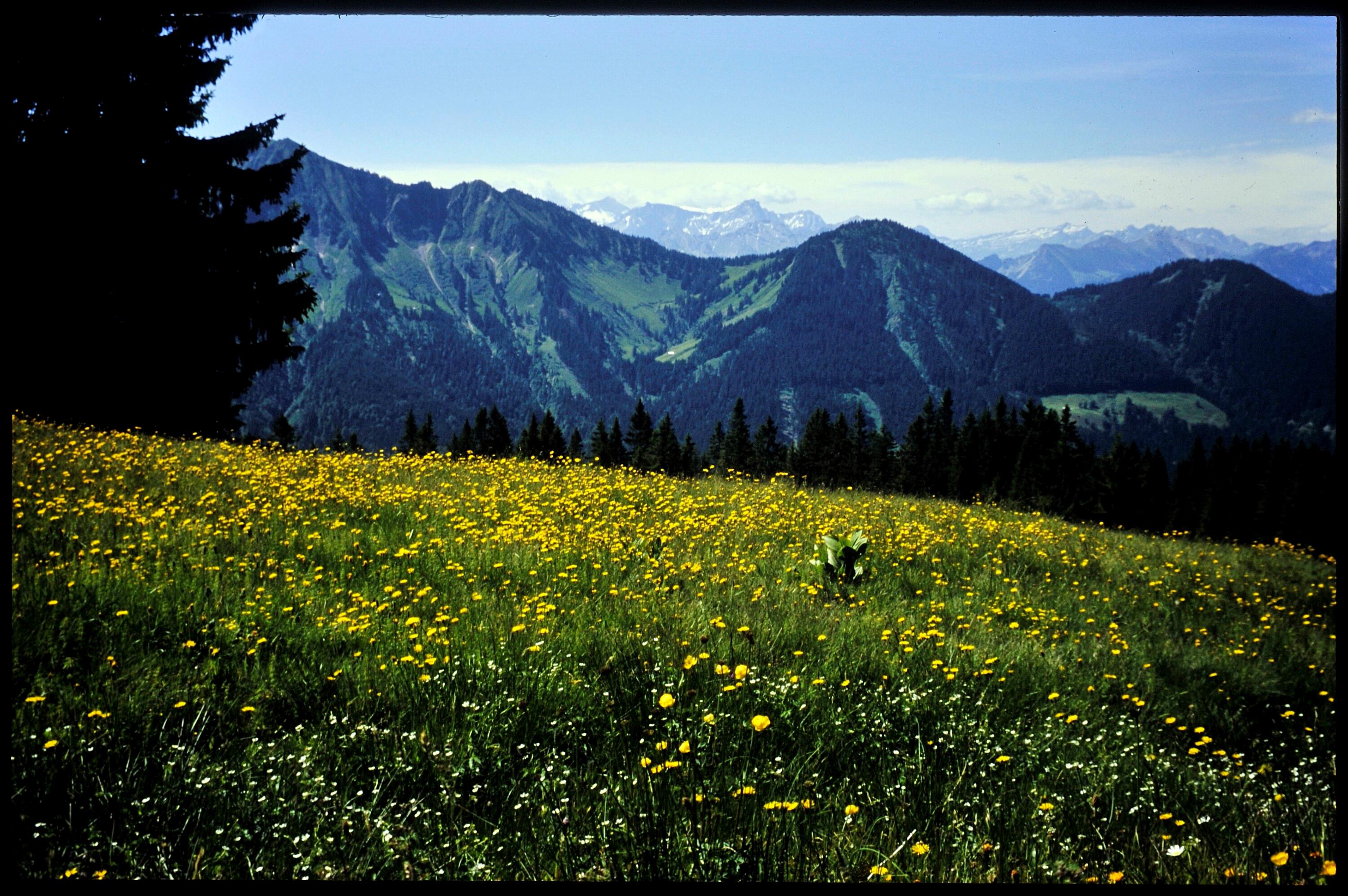 [Laterns, Alpweide bei Lesigatter]></div>


    <hr>
    <div class=