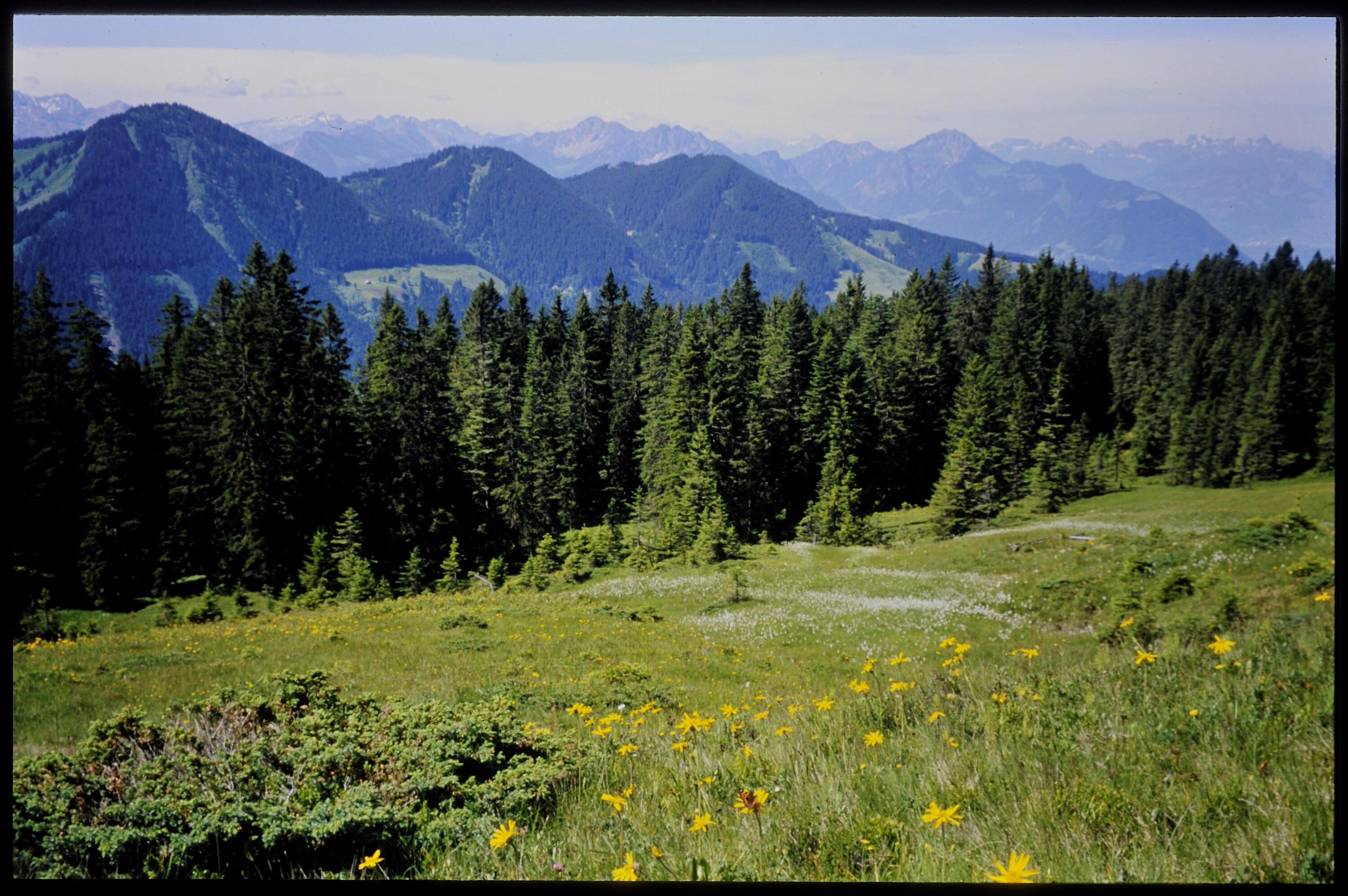 [Laterns, Alpweide bei Lesegatter]></div>


    <hr>
    <div class=