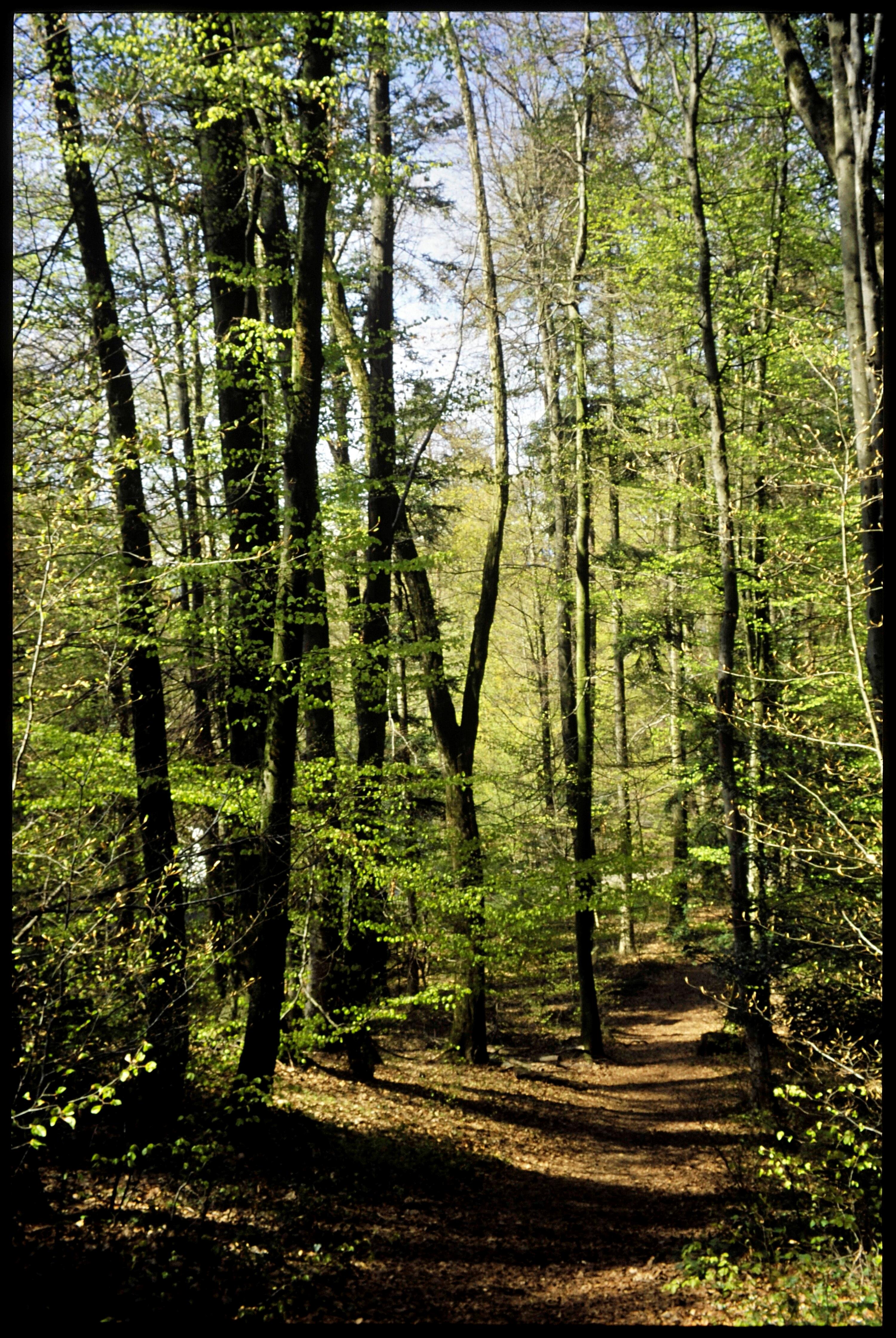 [Feldkirch, Waldweg Ardetzenberg]></div>


    <hr>
    <div class=