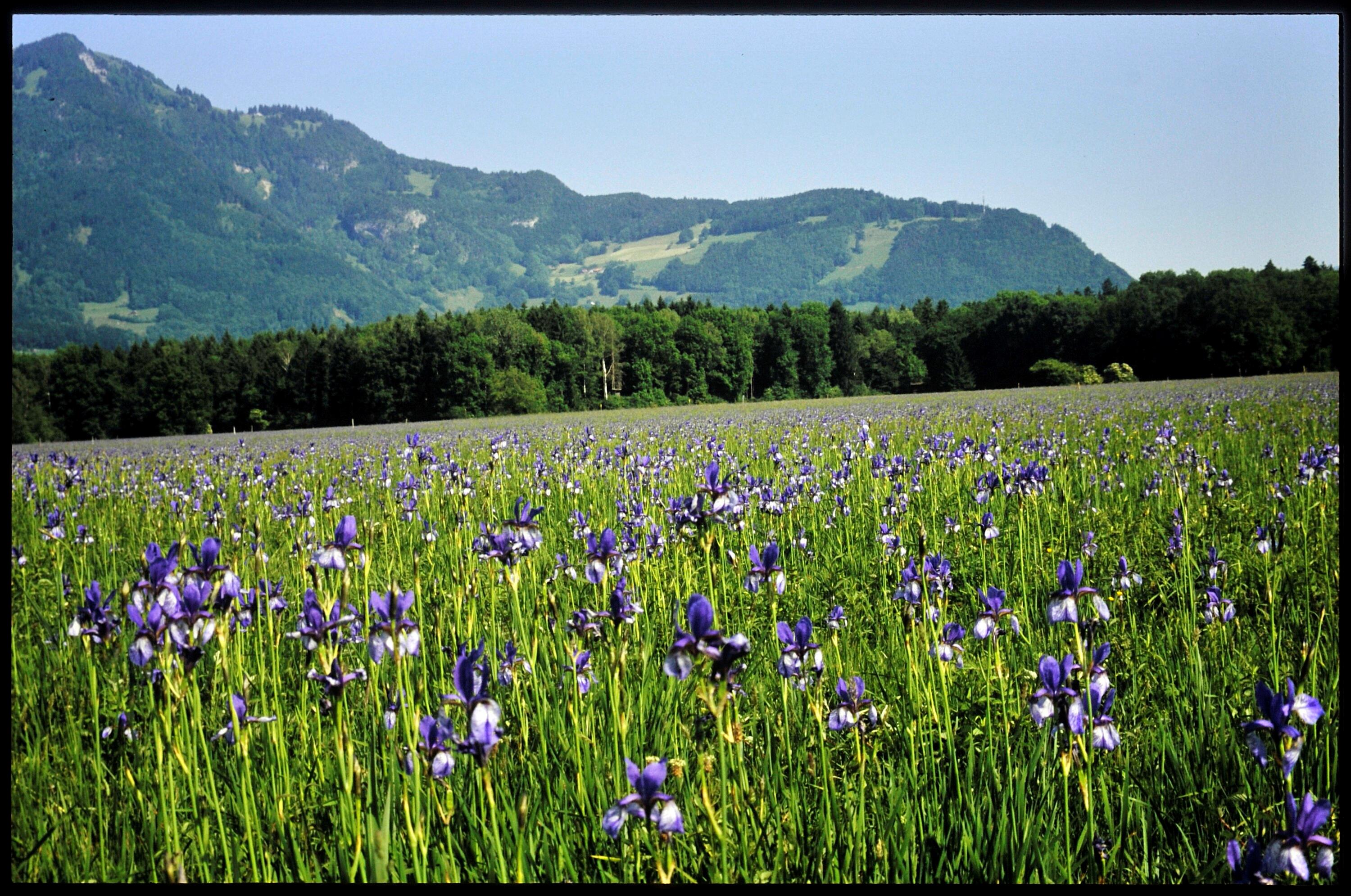 [Feldkirch, Bangs-Unterried]></div>


    <hr>
    <div class=