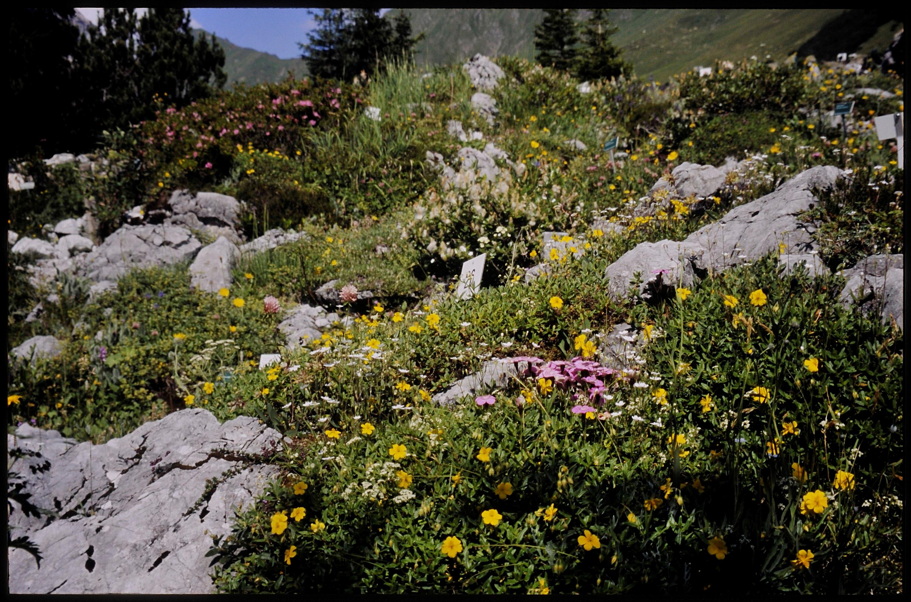 [Tschagguns, Alpengarten Lindauer Hütte]></div>


    <hr>
    <div class=