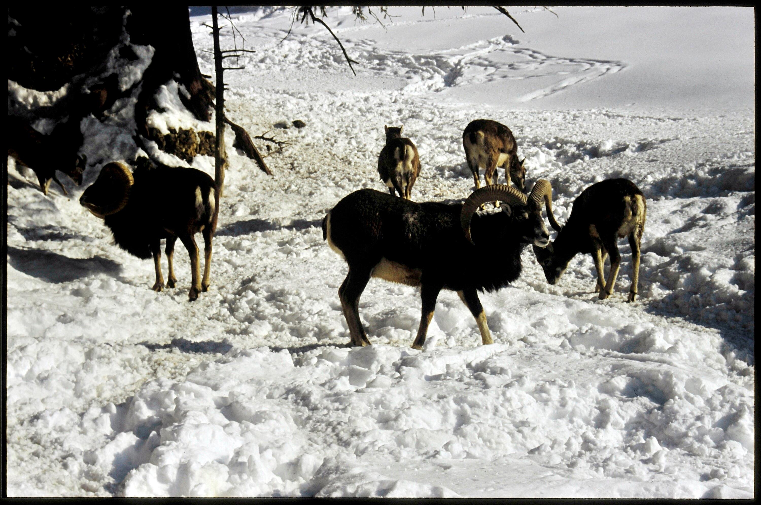 [Lochau, Wildpark Pfänder]></div>


    <hr>
    <div class=