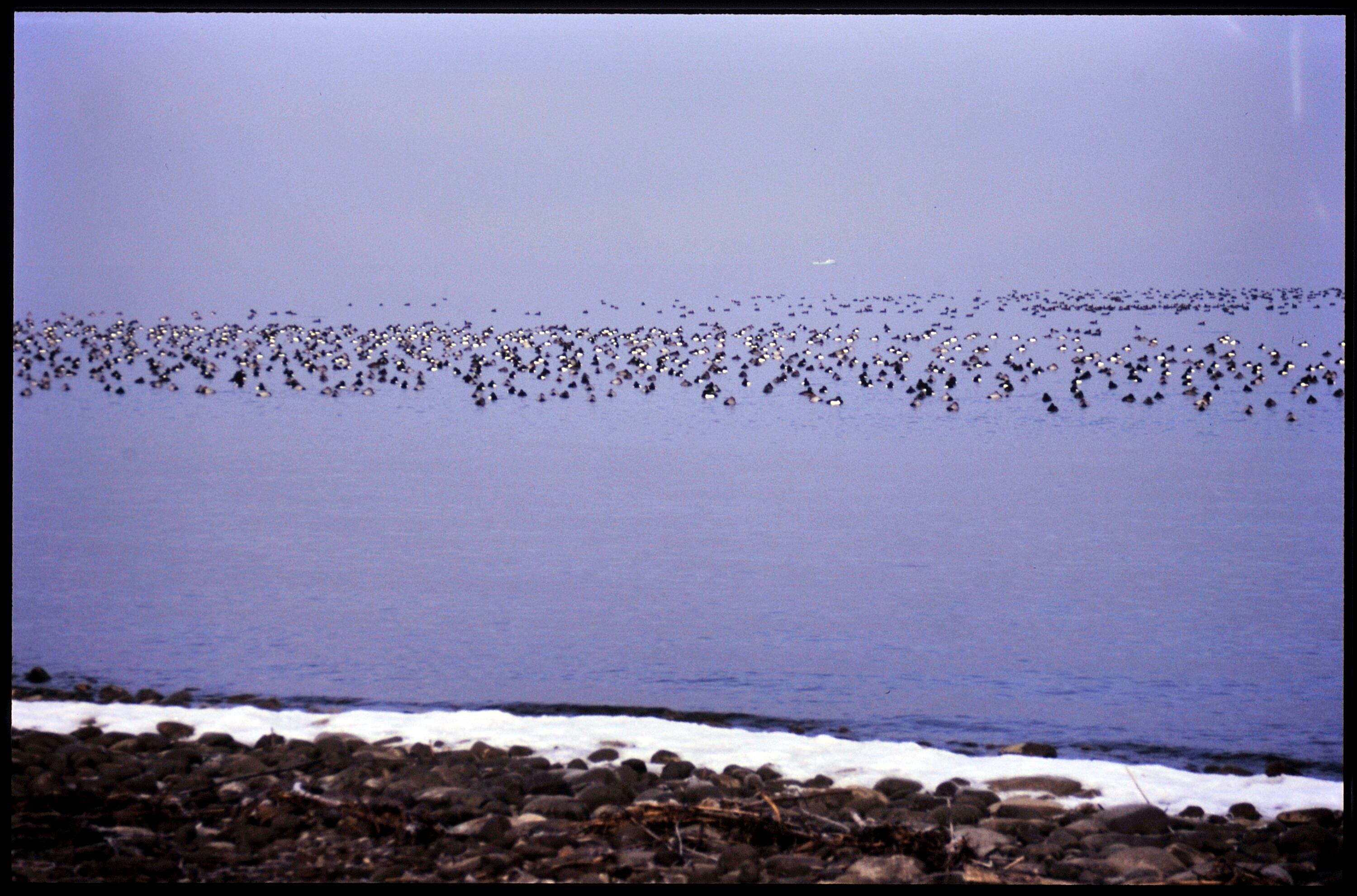 [Höchst, Wetterwinkel (Reiherenten, Tafelenten)]></div>


    <hr>
    <div class=