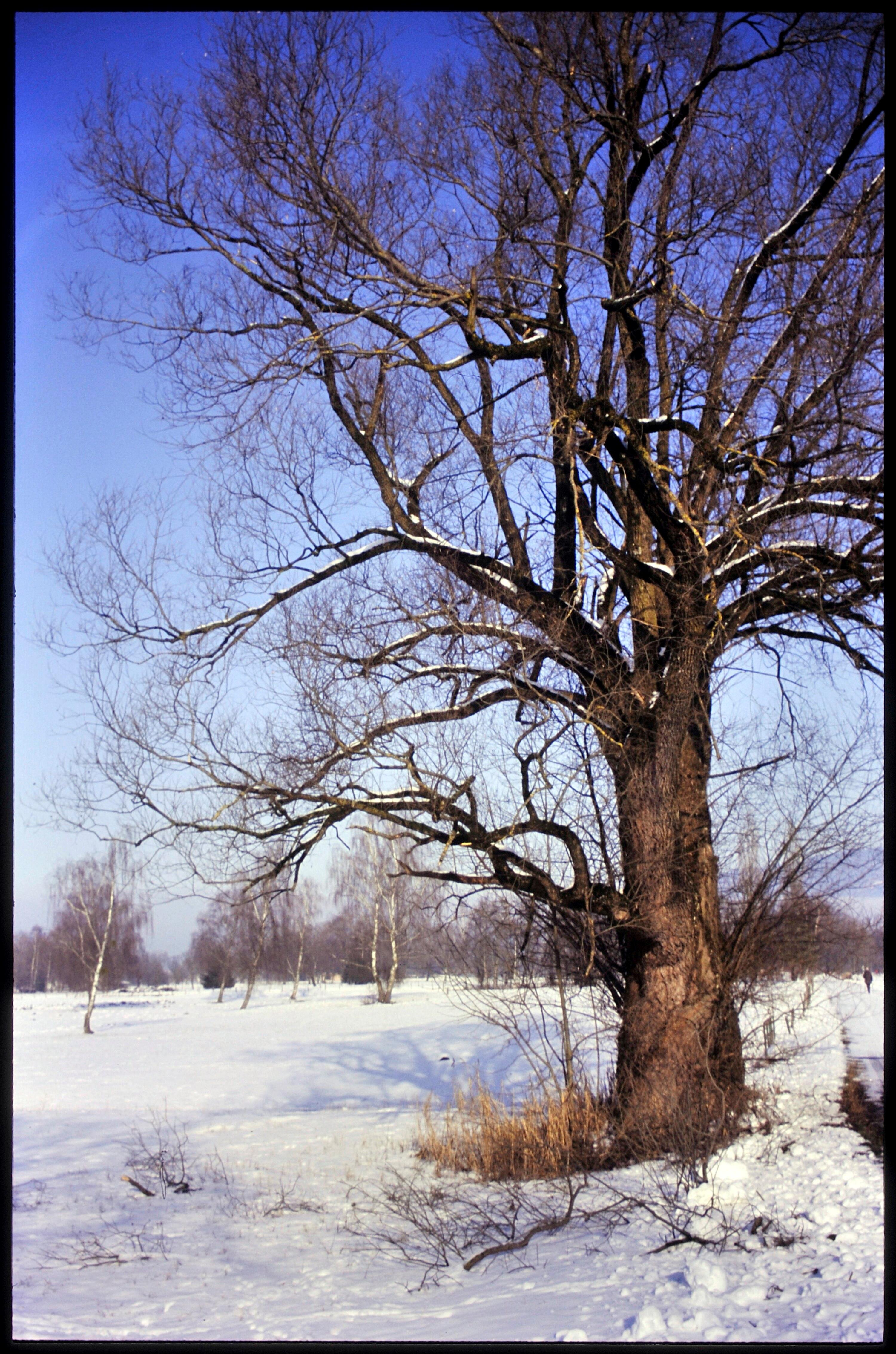 [Lauterach, Ried im Winter]></div>


    <hr>
    <div class=