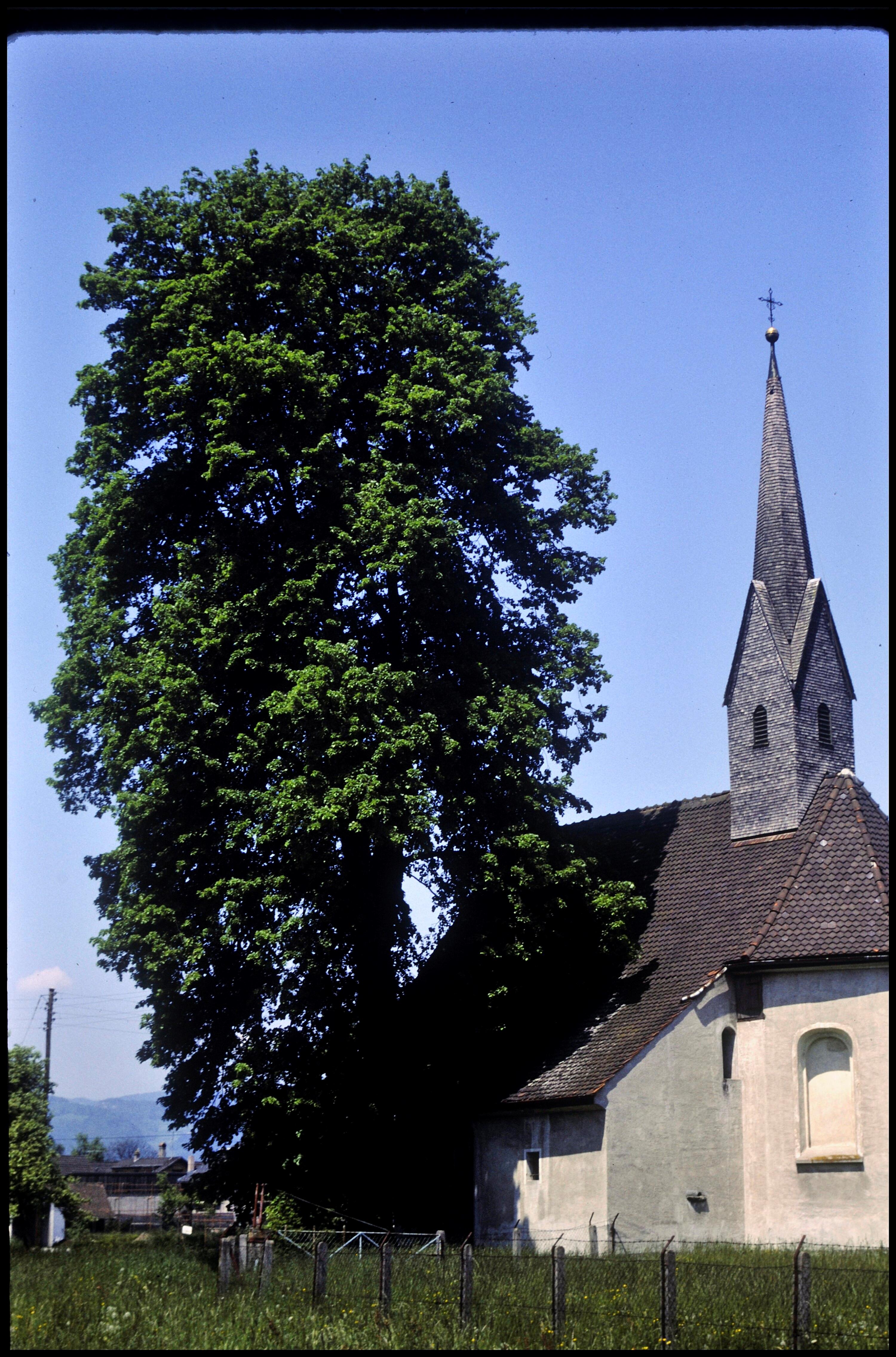 [Feldkirch-Altenstadt, St. Martin und St. Petronilla, Linde]></div>


    <hr>
    <div class=