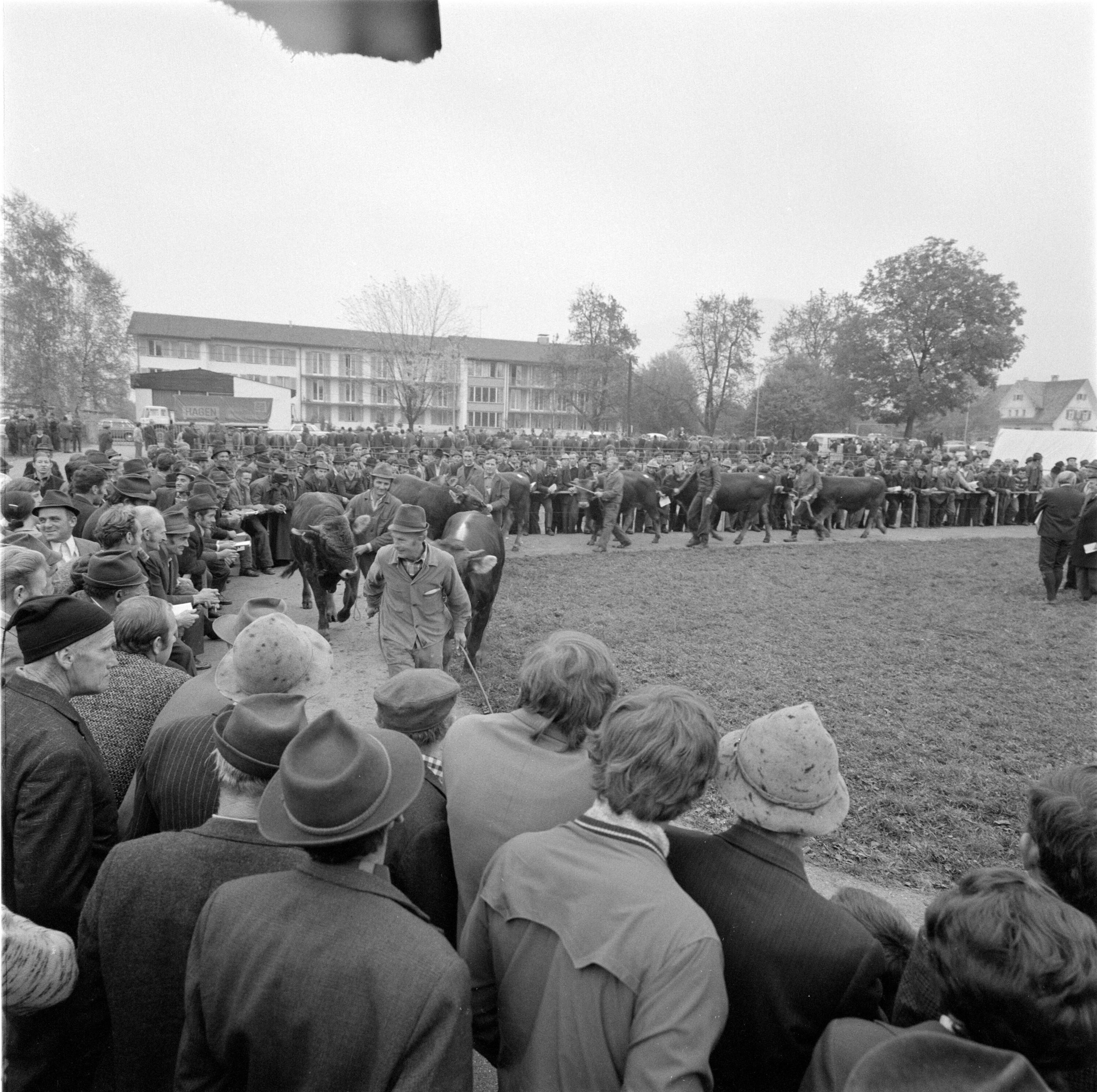 [Viehversteigerung auf dem Schorenplatz in Dornbirn]></div>


    <hr>
    <div class=