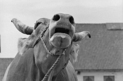 Kühe / Rudolf Zündel von Zündel, Rudolf