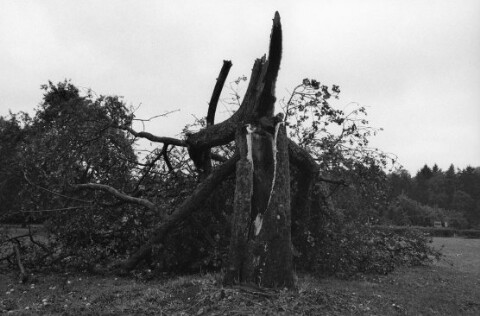 Sturmschäden, umgeknickte Obstbäume / Rudolf Zündel von Zündel, Rudolf