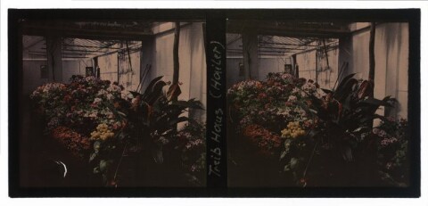 Blumen im Treibhaus Hailer / Fotograf: Norbert Bertolini von Bertolini, Norbert