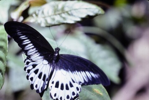 Blauer Mormon, Papilio Polymnestor / Renate Fend von Fend, Renate