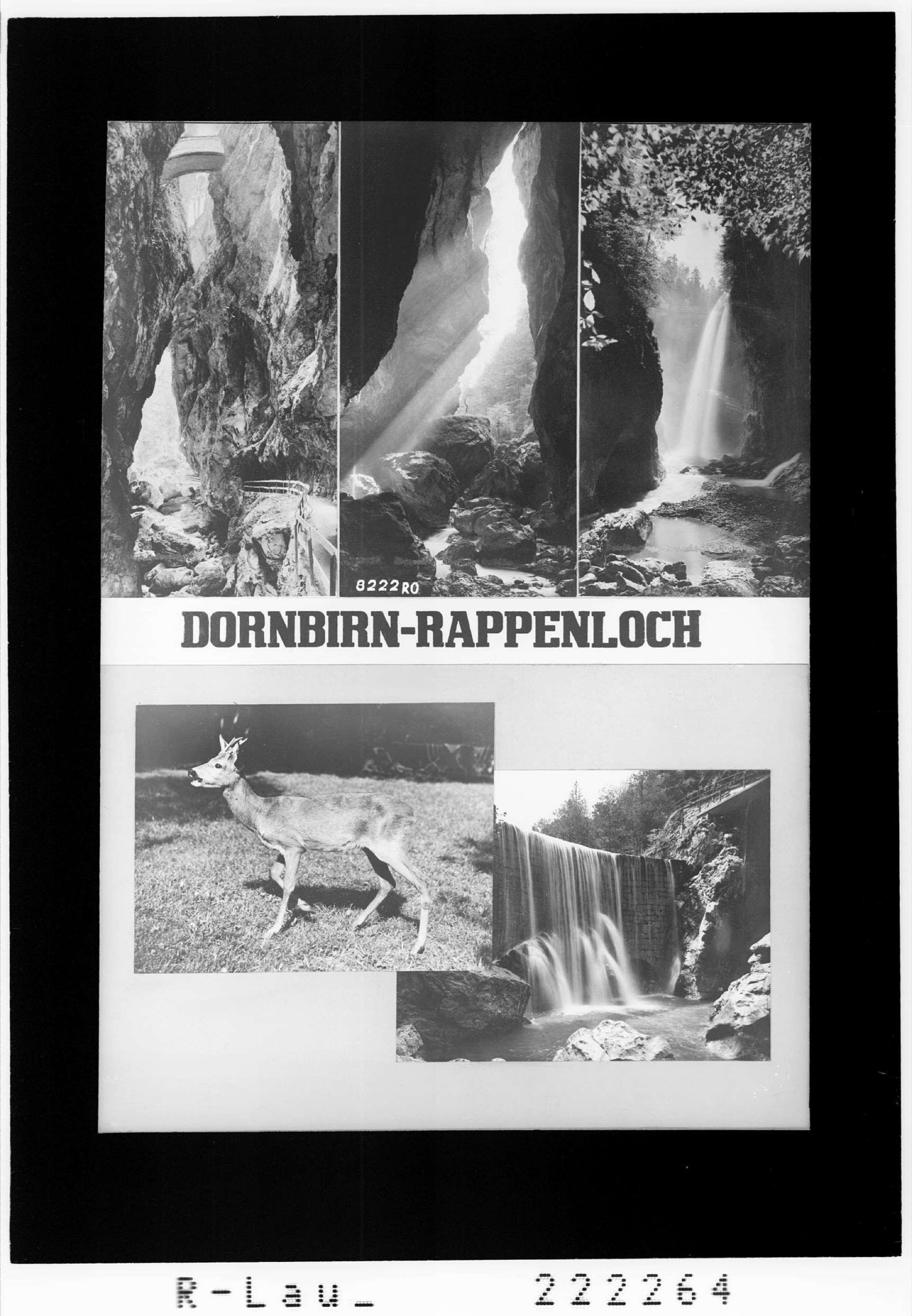 Dornbirn - Rappenloch></div>


    <hr>
    <div class=