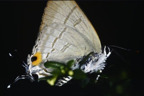 Schmetterling mit Scheinfühlern / Renate Fend von Fend, Renate