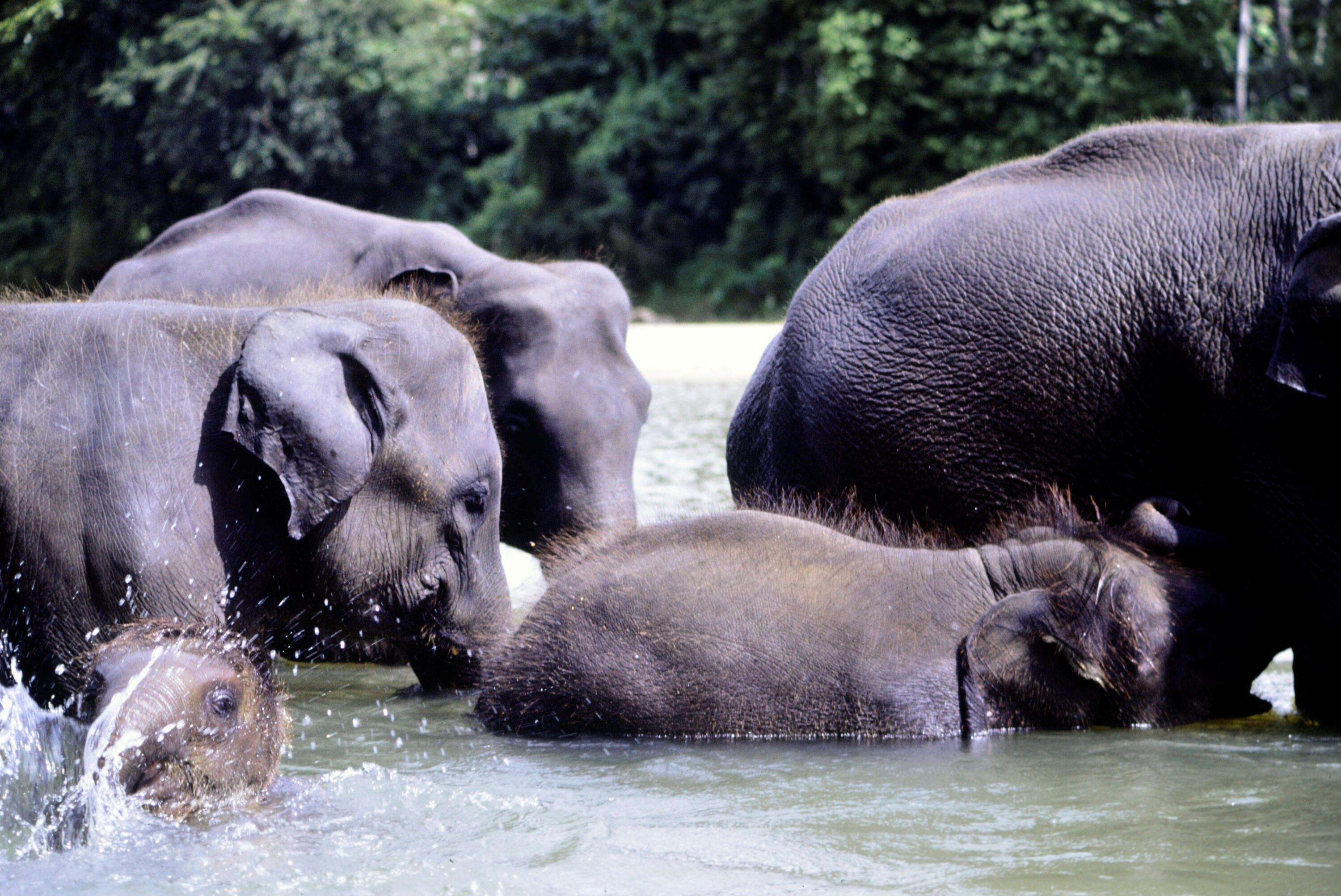 [Elefanten in Sri Lanka]></div>


    <hr>
    <div class=