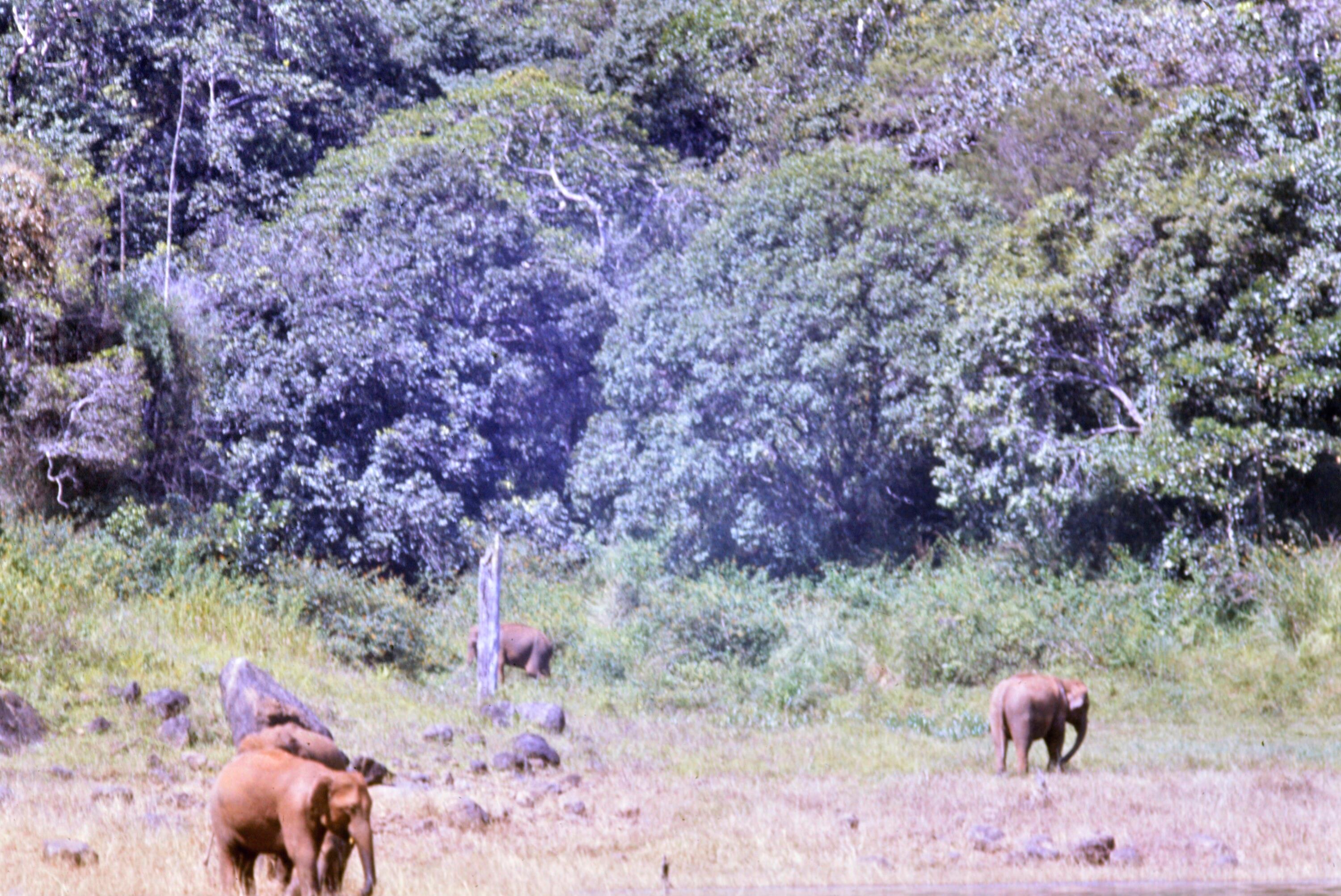 [Elefanten in Sri Lanka]></div>


    <hr>
    <div class=