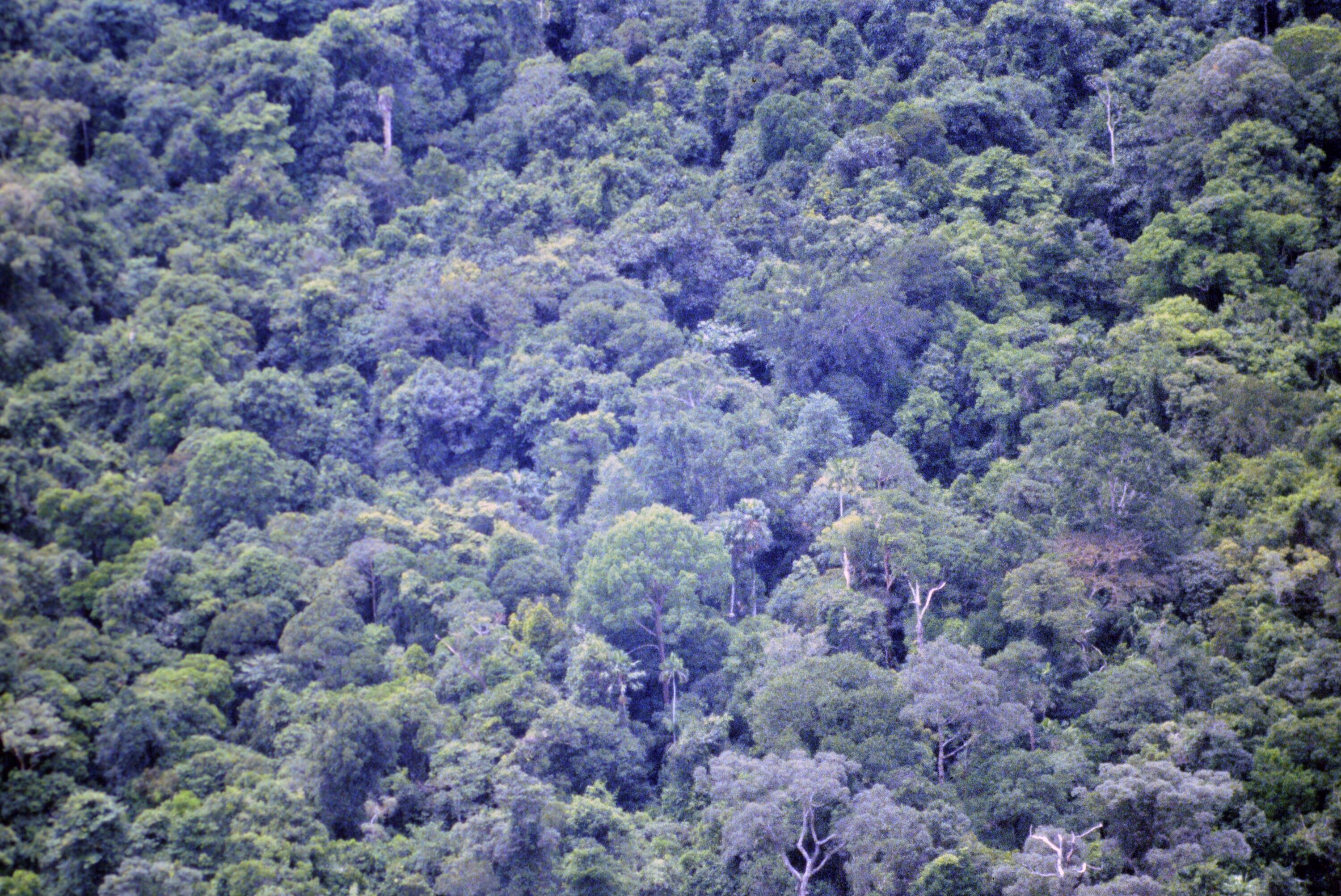 [Regenwald auf Borneo]></div>


    <hr>
    <div class=