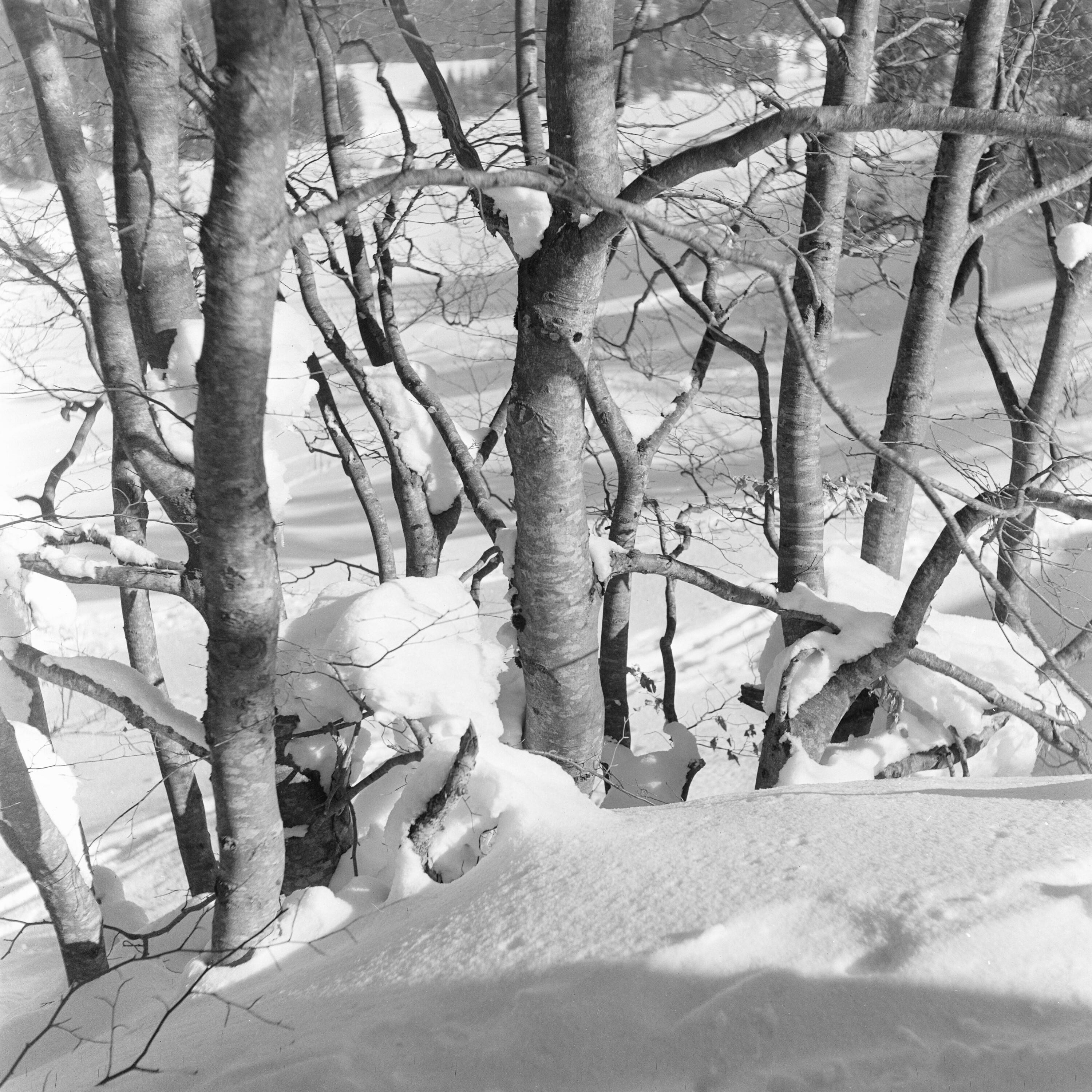 Bäume im Schnee></div>


    <hr>
    <div class=