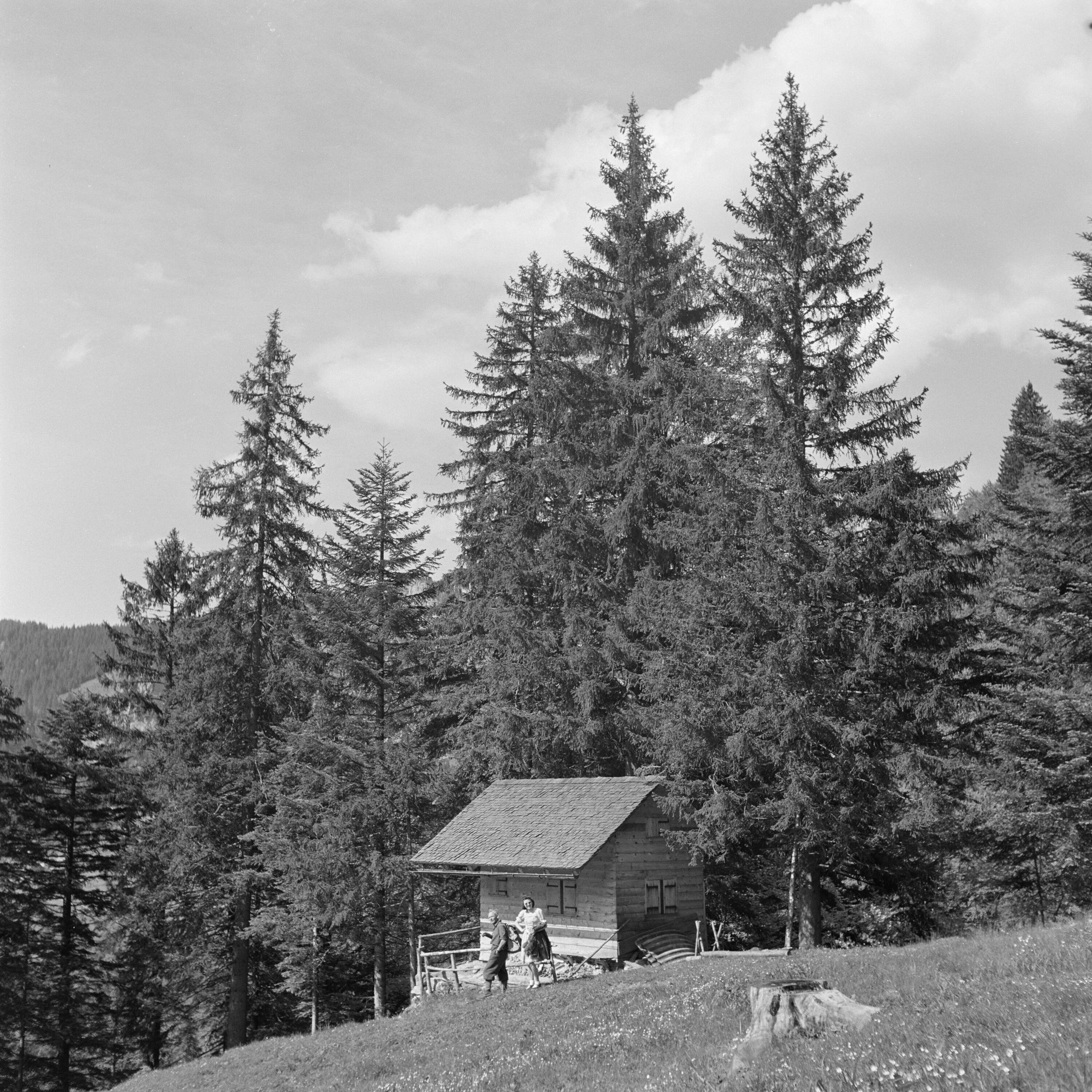 Jagdhütte im Wald></div>


    <hr>
    <div class=