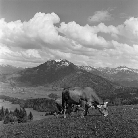 Schwarzenberg, Kuh auf der Wiese / Franz Beer von Beer, Franz