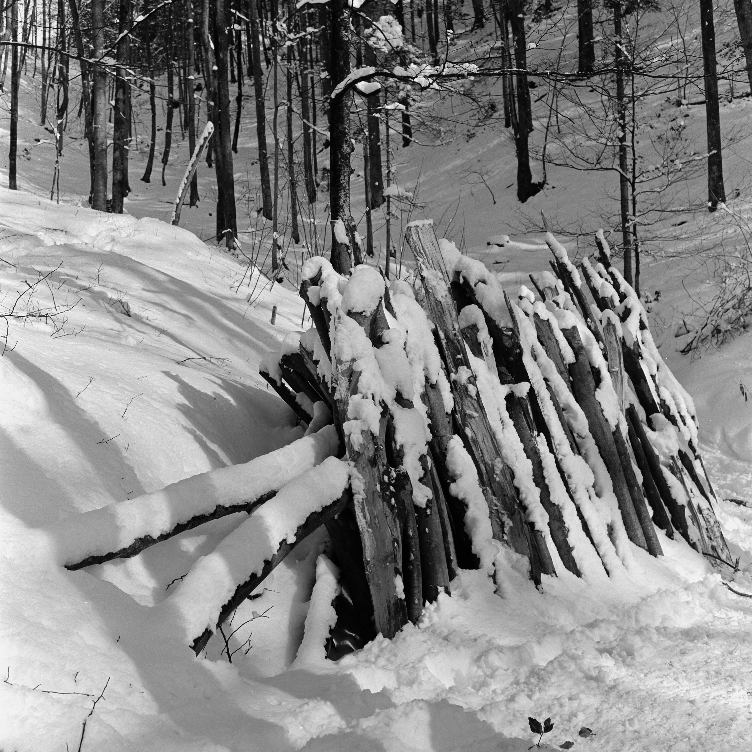 Holzstapel im verschneiten Wald></div>


    <hr>
    <div class=