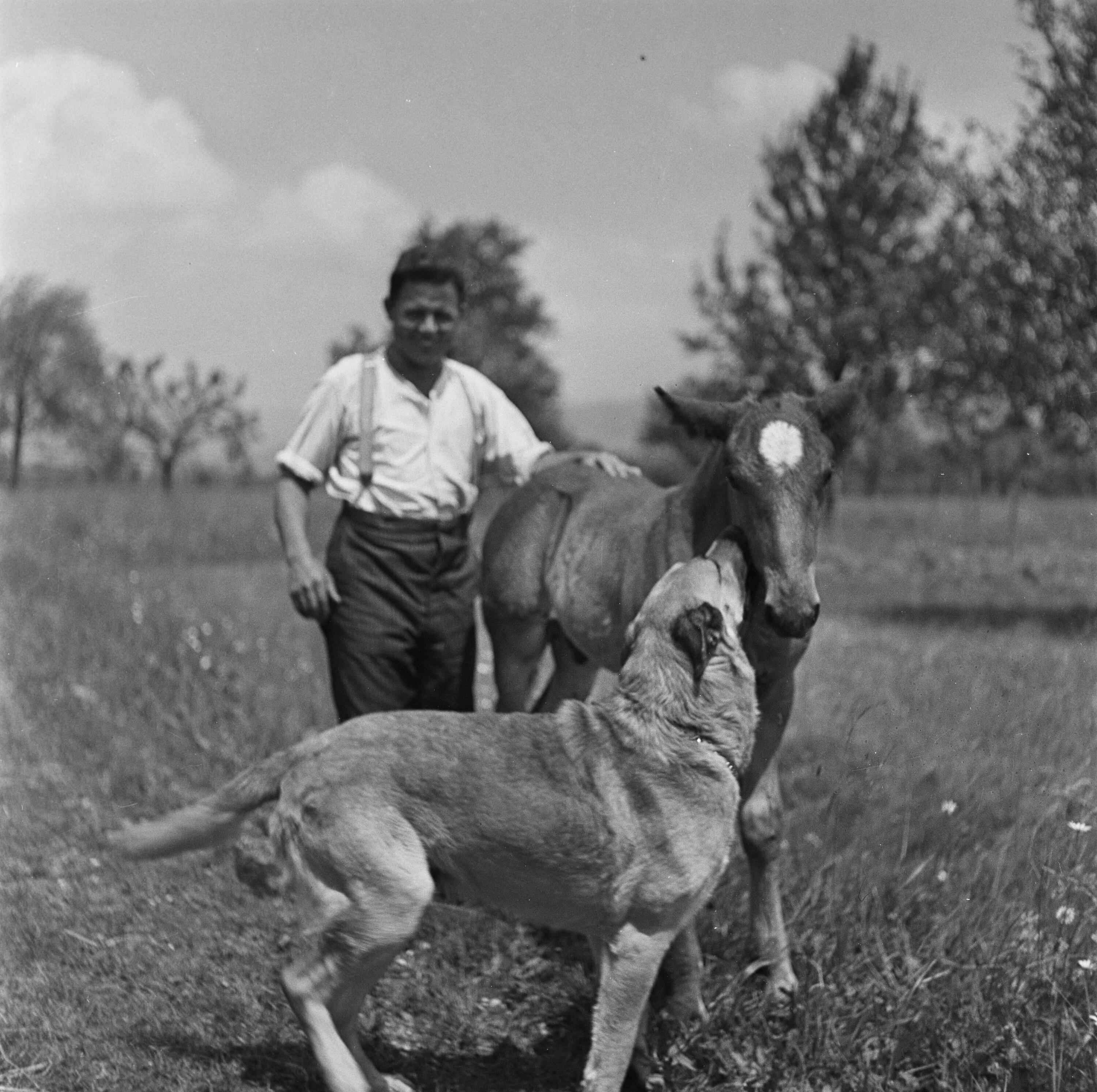 Bauer mit Pony und Hund></div>


    <hr>
    <div class=