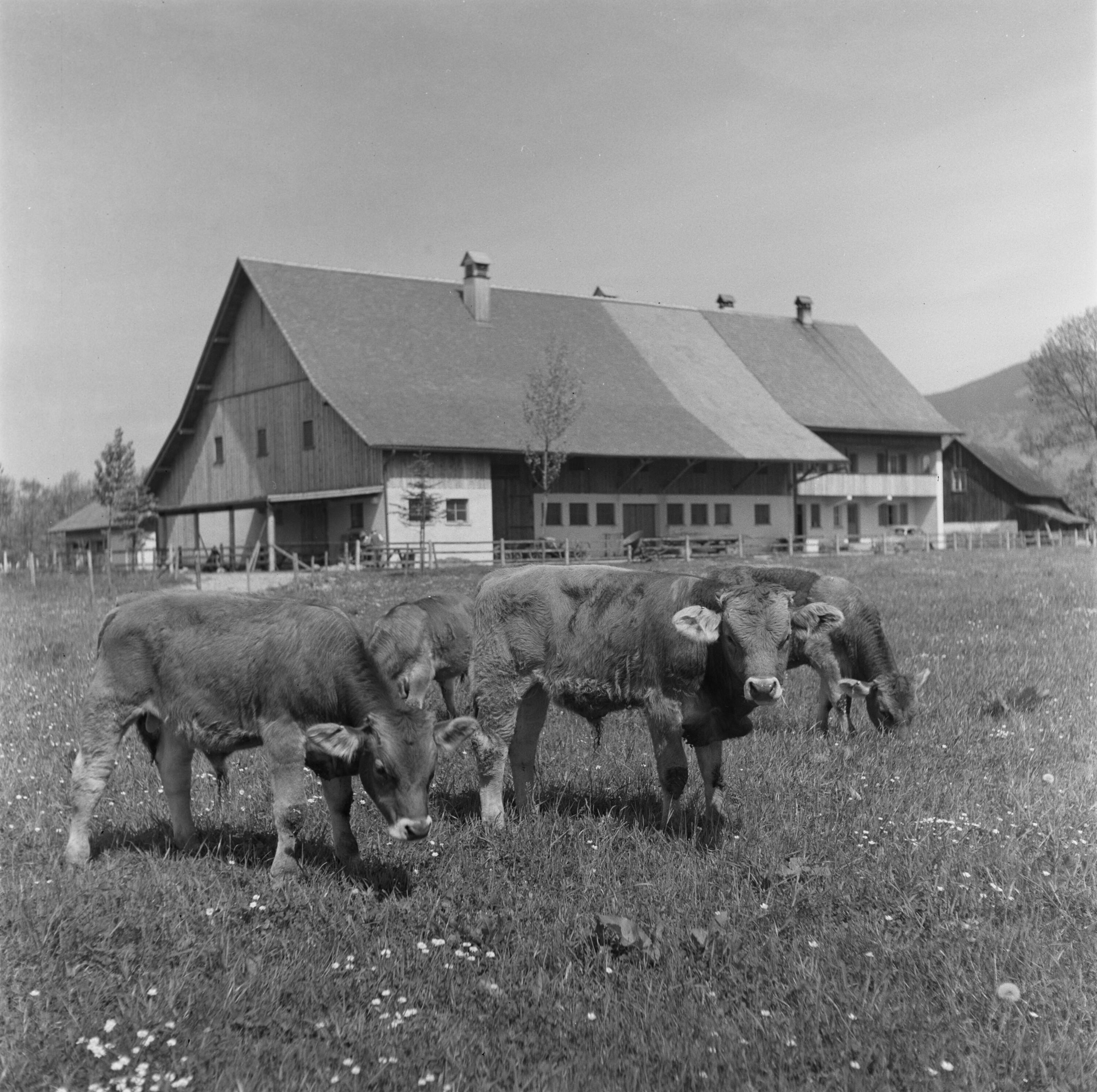 Bauernhaus mit Kühen></div>


    <hr>
    <div class=