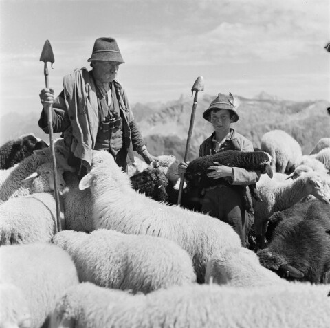 Schafe mit Hirten / Franz Beer von Beer, Franz