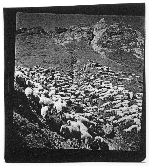 Schafe im Gebirge / Franz Beer von Beer, Franz