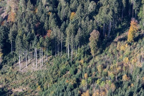 Frastanz - Wald von Amt der Vorarlberger Landesregierung Abteilung Raumplanung