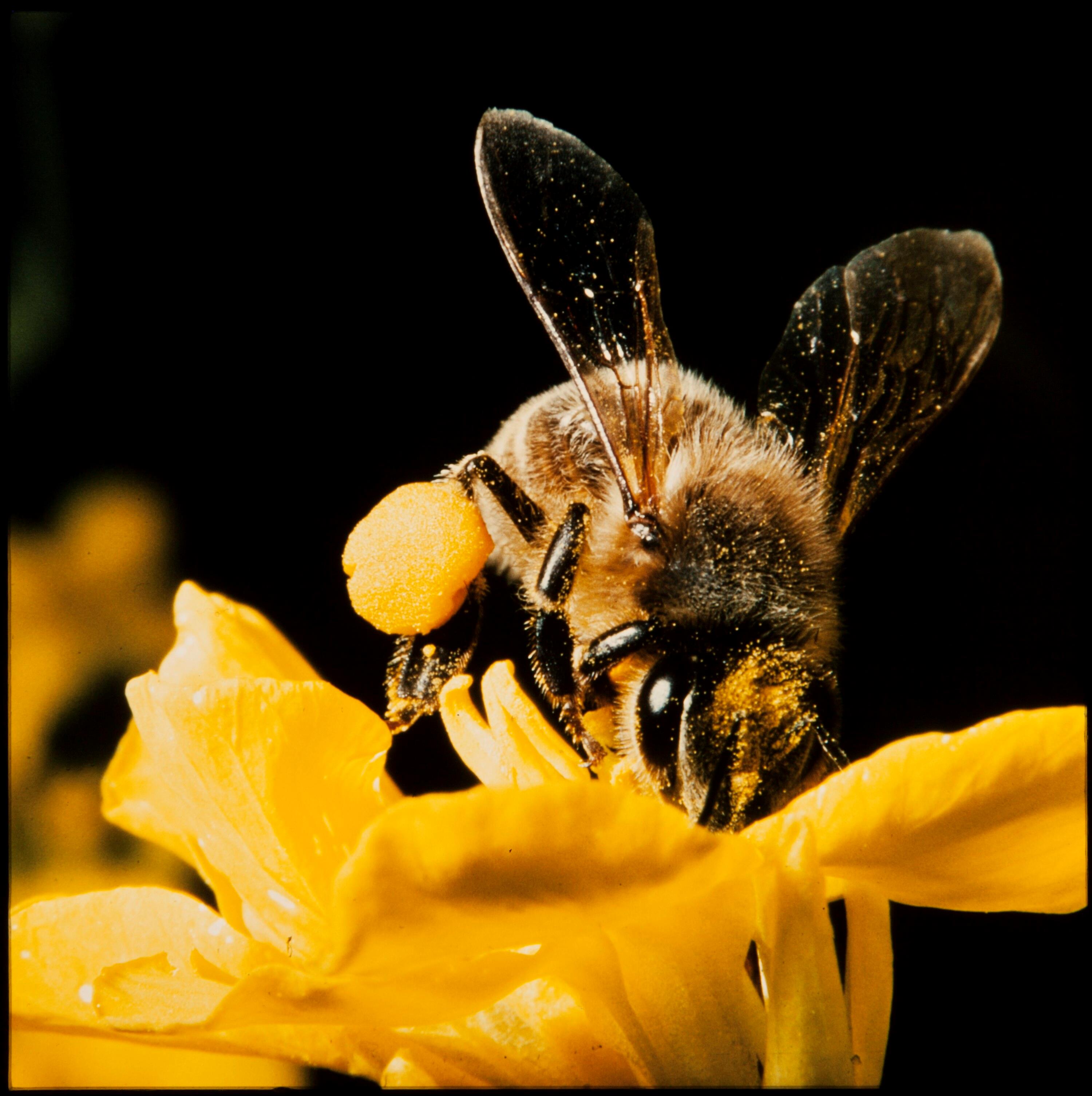Biene mit Pollen></div>


    <hr>
    <div class=