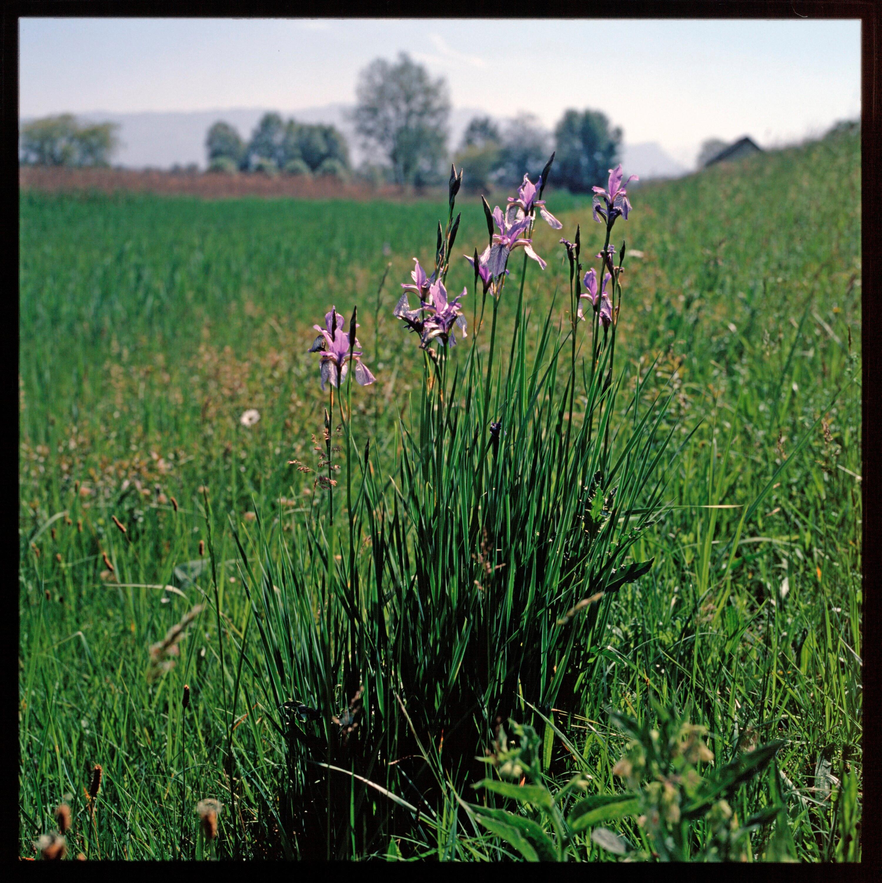 Blaue Iris - Polderdamm></div>


    <hr>
    <div class=