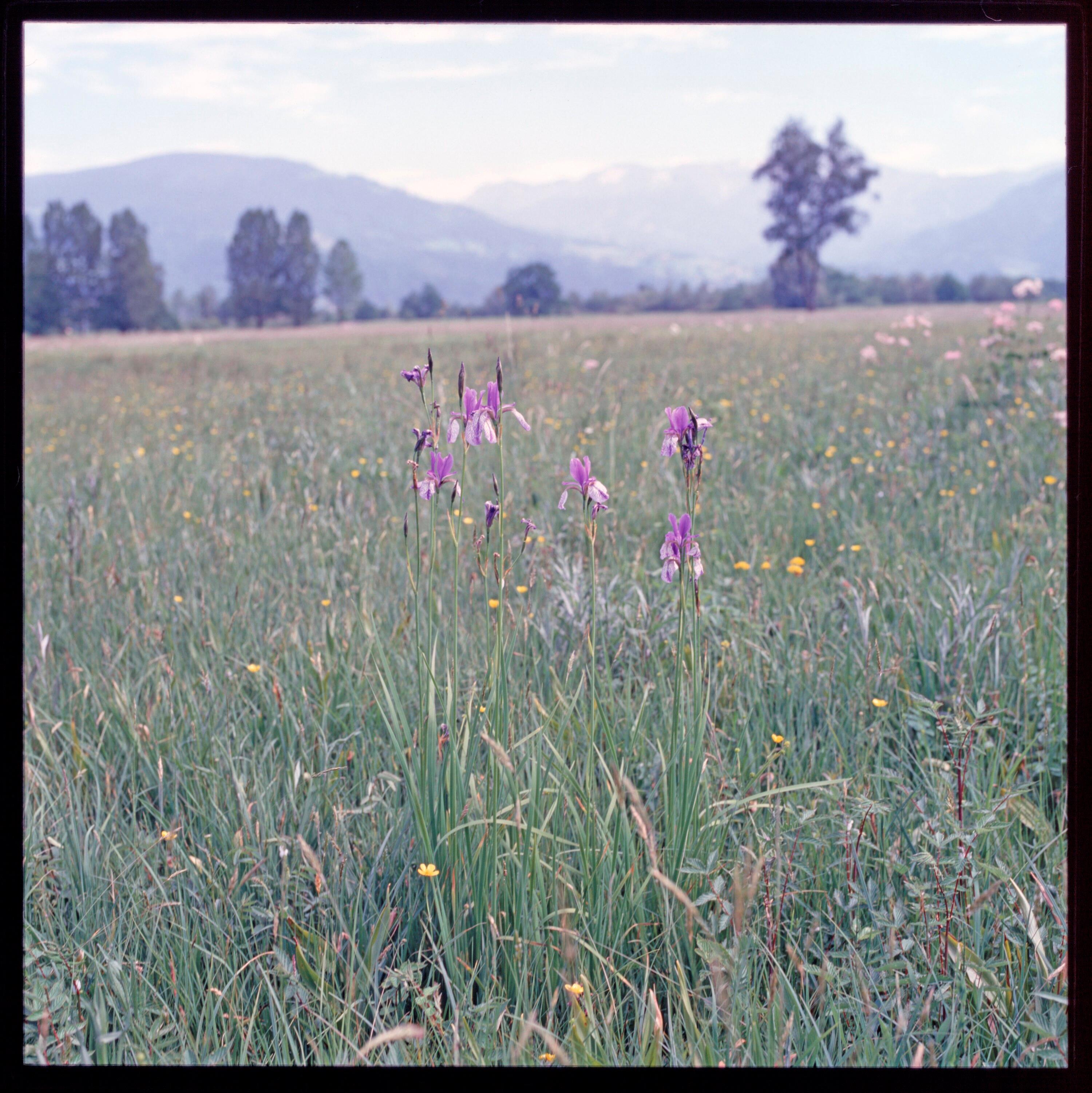 Blaue Iris - Polderdamm></div>


    <hr>
    <div class=