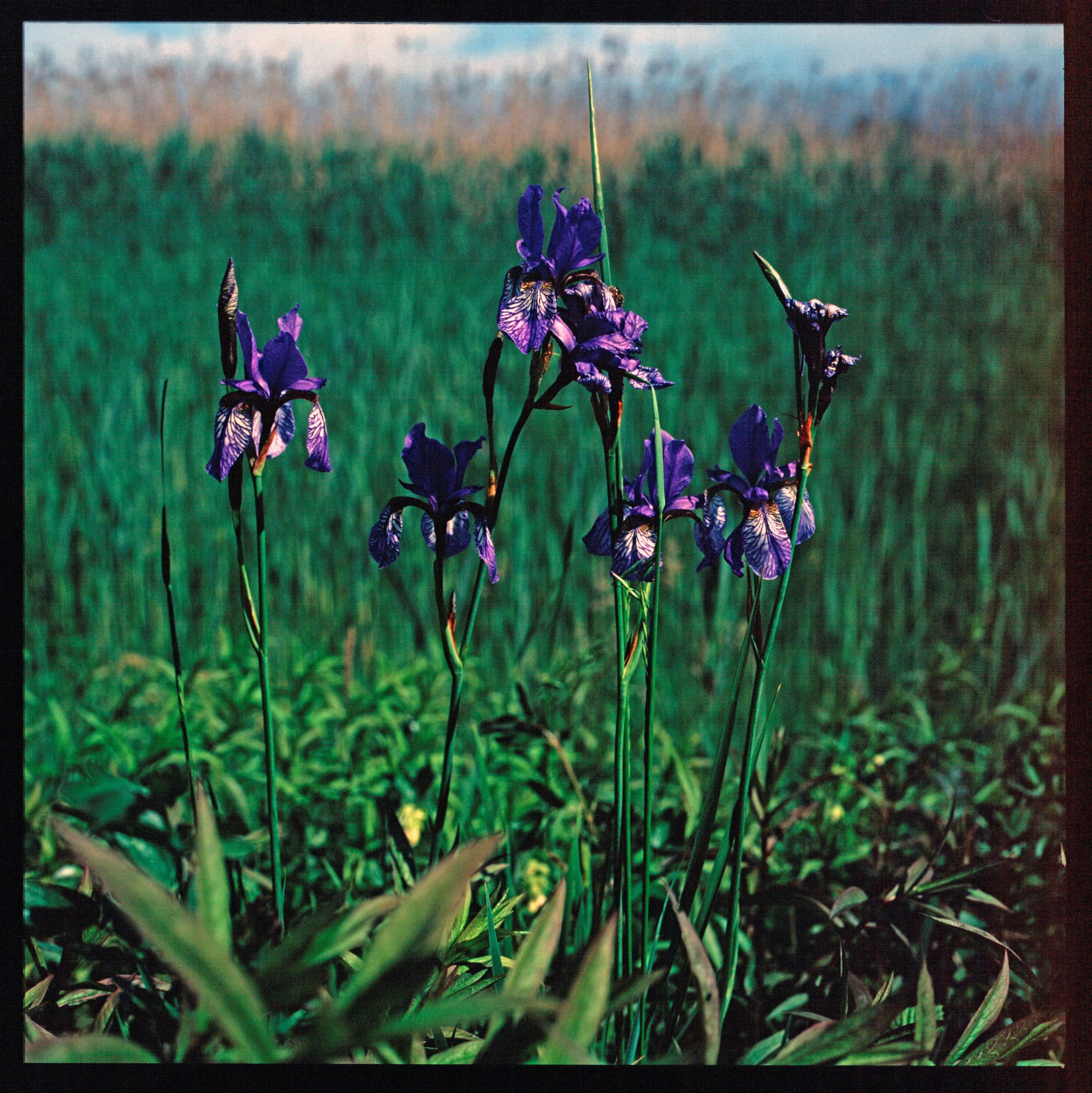 Blaue Iris - Polderdamm></div>


    <hr>
    <div class=