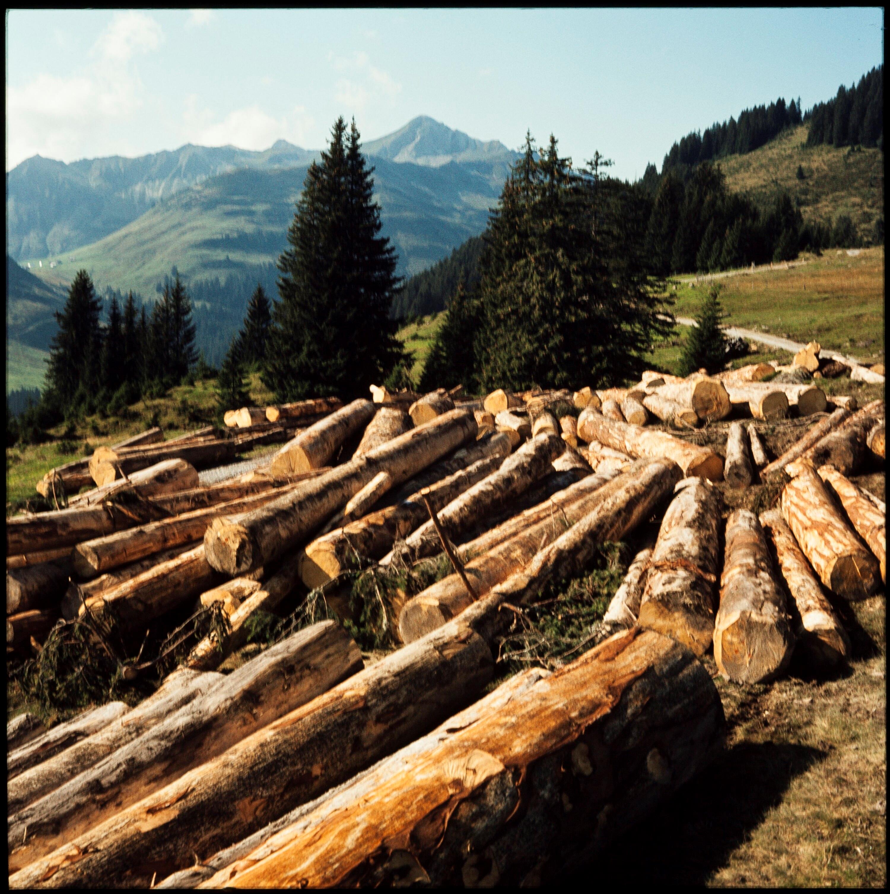 Holzbringung im Gebirge></div>


    <hr>
    <div class=