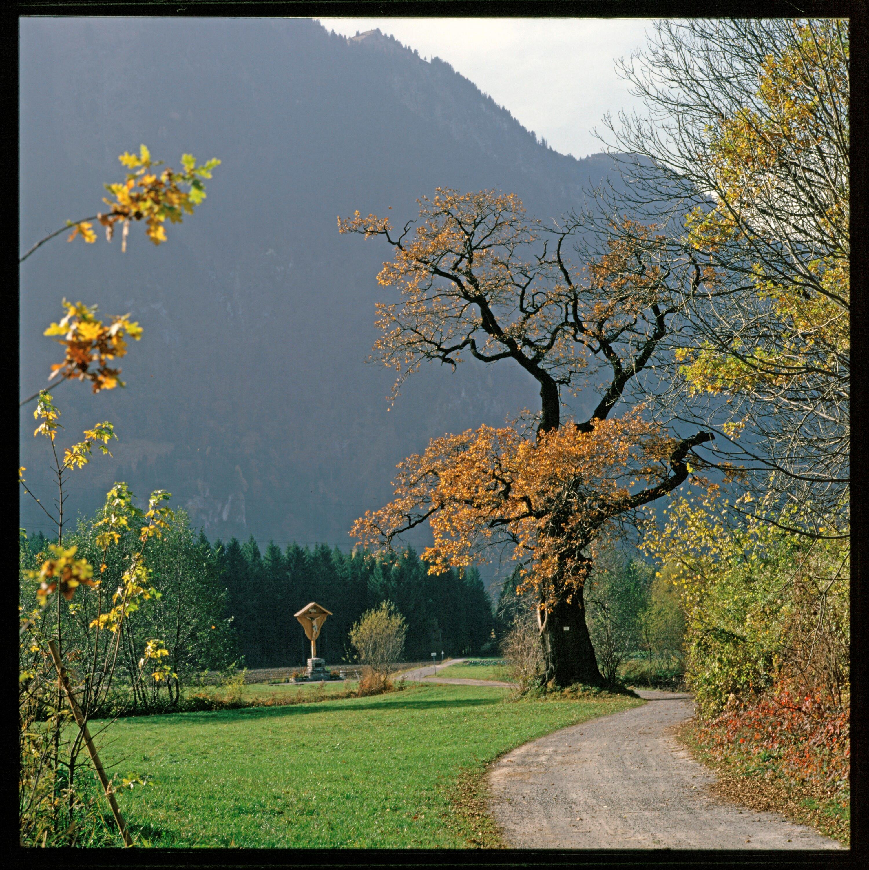 Herbstmotiv - Walgau></div>


    <hr>
    <div class=