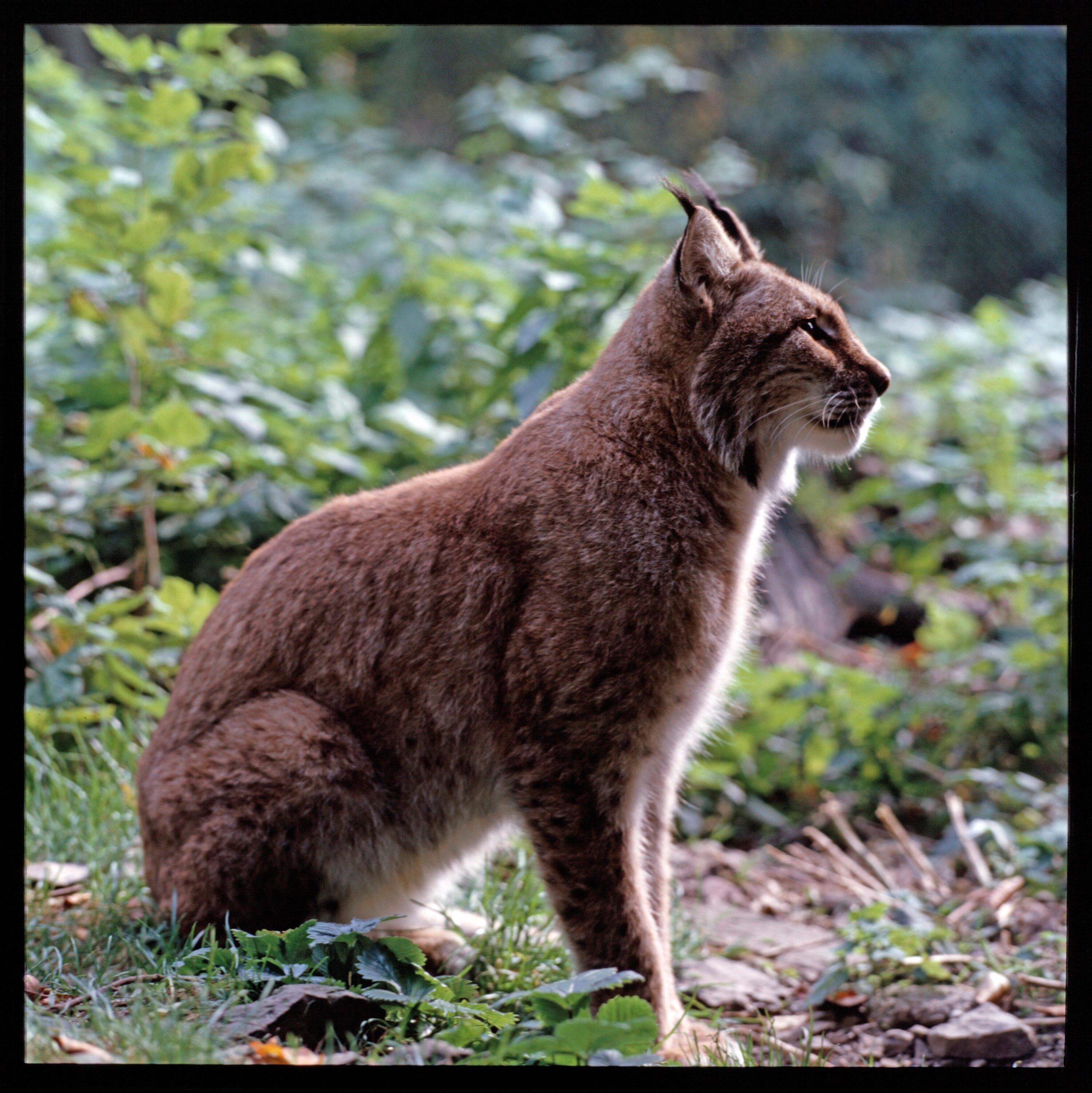 Tierpark Feldkirch - Luchse></div>


    <hr>
    <div class=