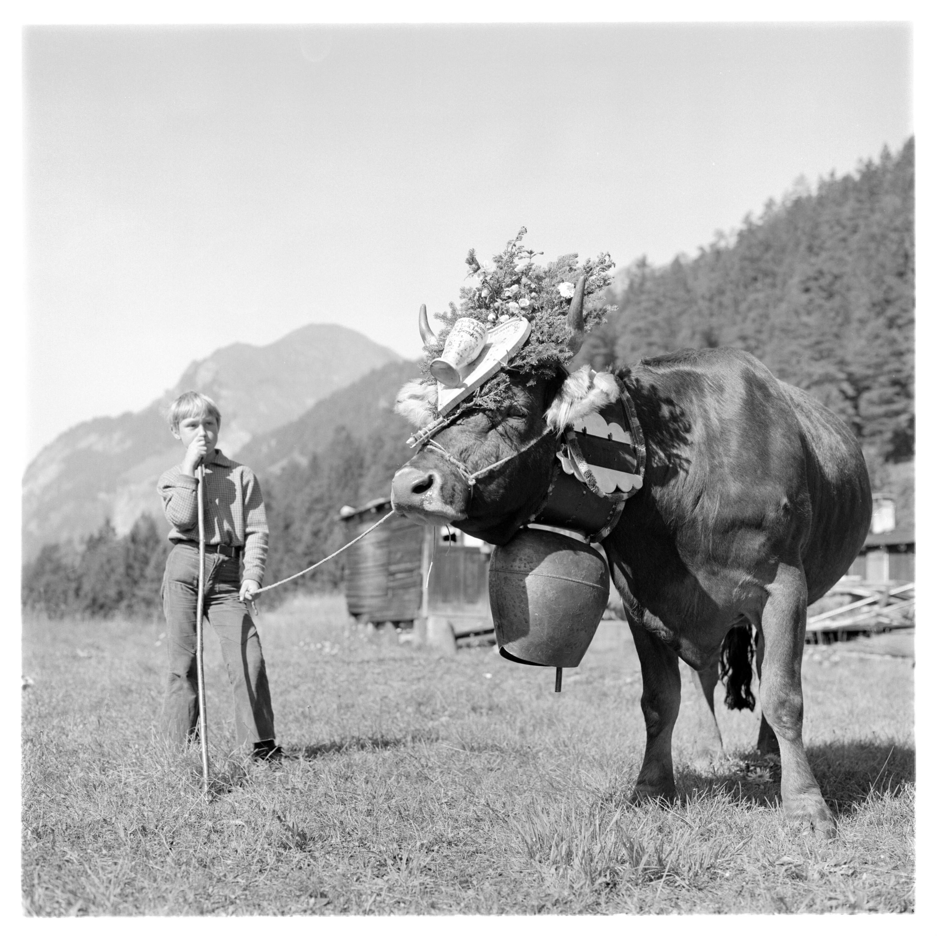 Alpabtrieb in Wald am Arlberg></div>


    <hr>
    <div class=