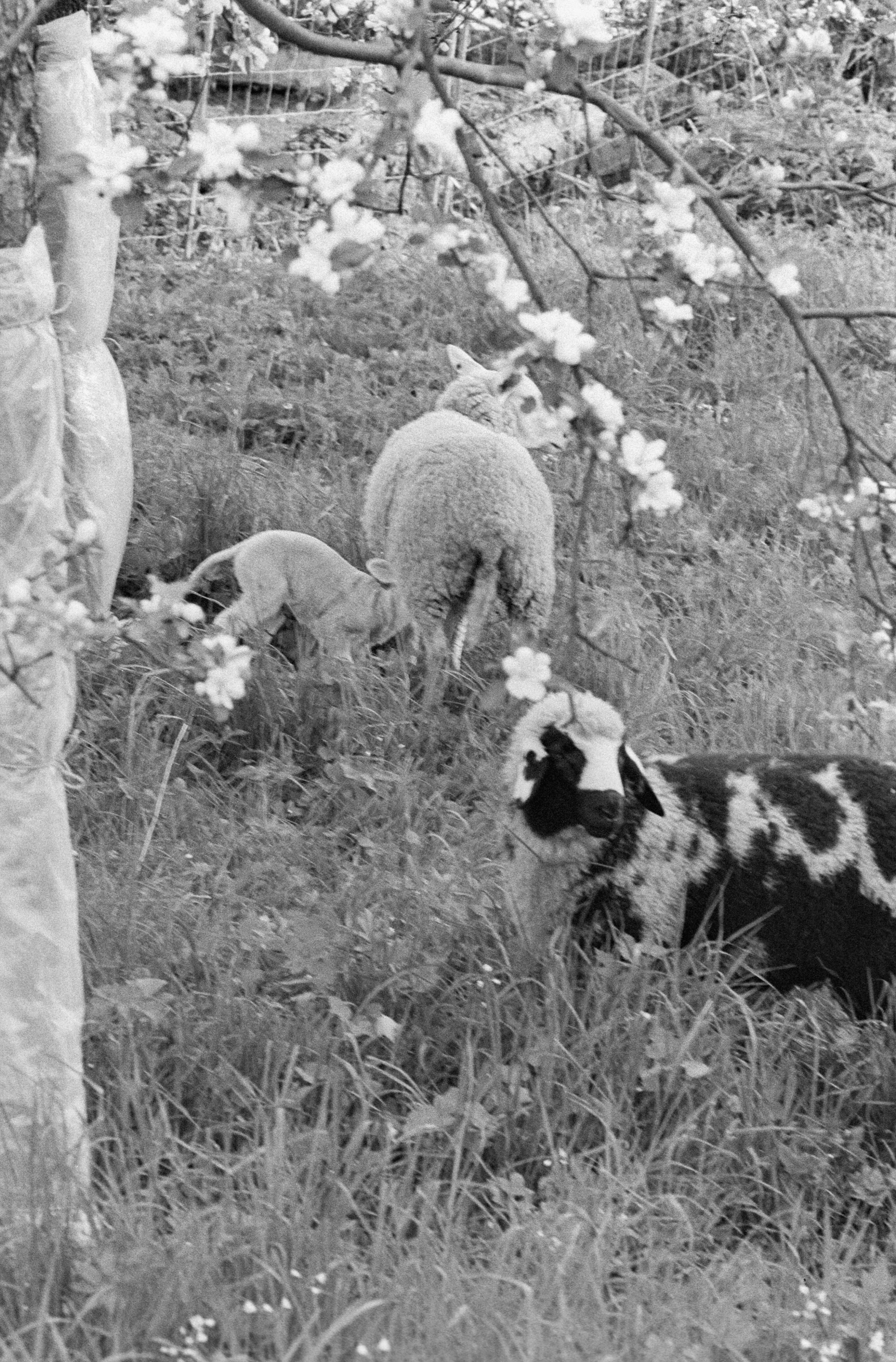 [Schafe]></div>


    <hr>
    <div class=