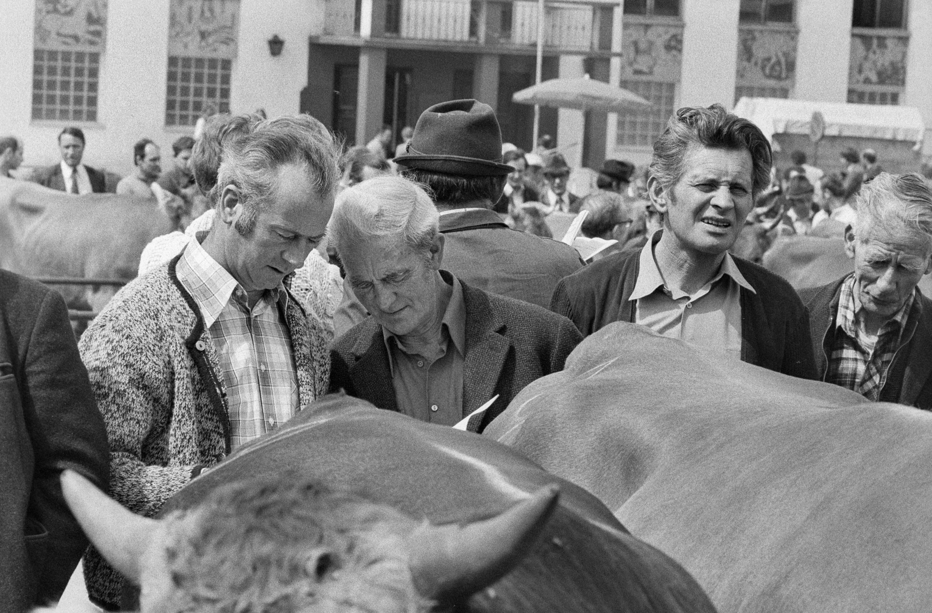[Viehversteigerung bei der Schorenhalle in Dornbirn]></div>


    <hr>
    <div class=