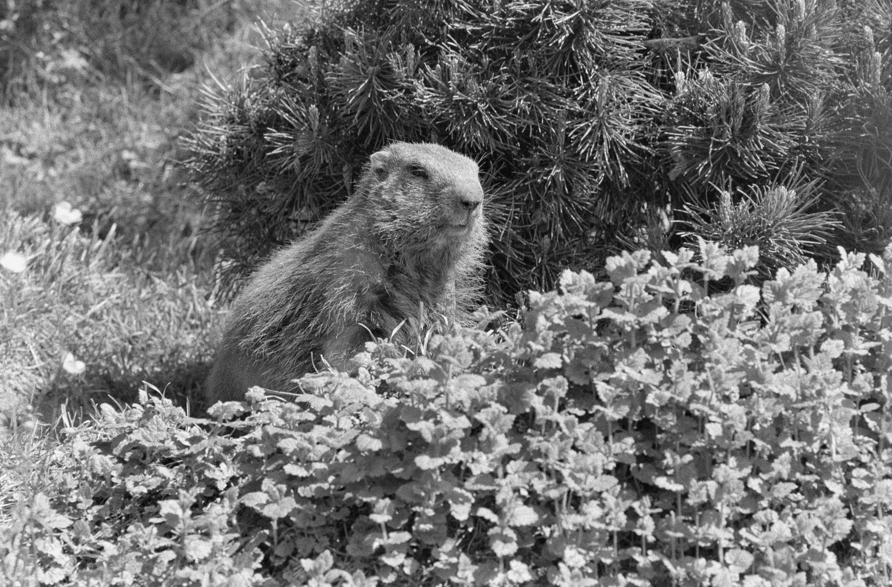 [Tiere im Wildpark Feldkirch]></div>


    <hr>
    <div class=