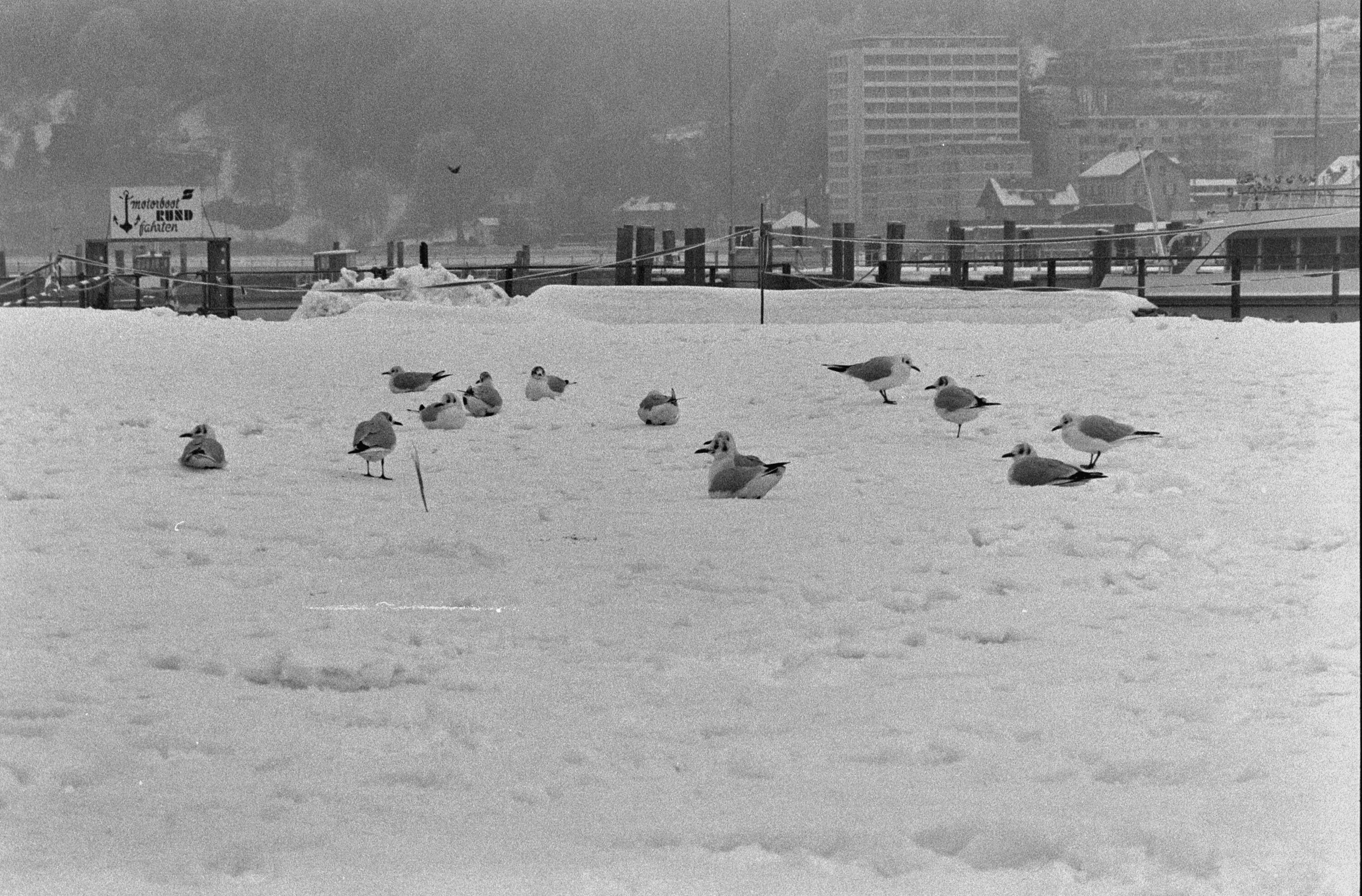 [Vögel am Bodensee]></div>


    <hr>
    <div class=