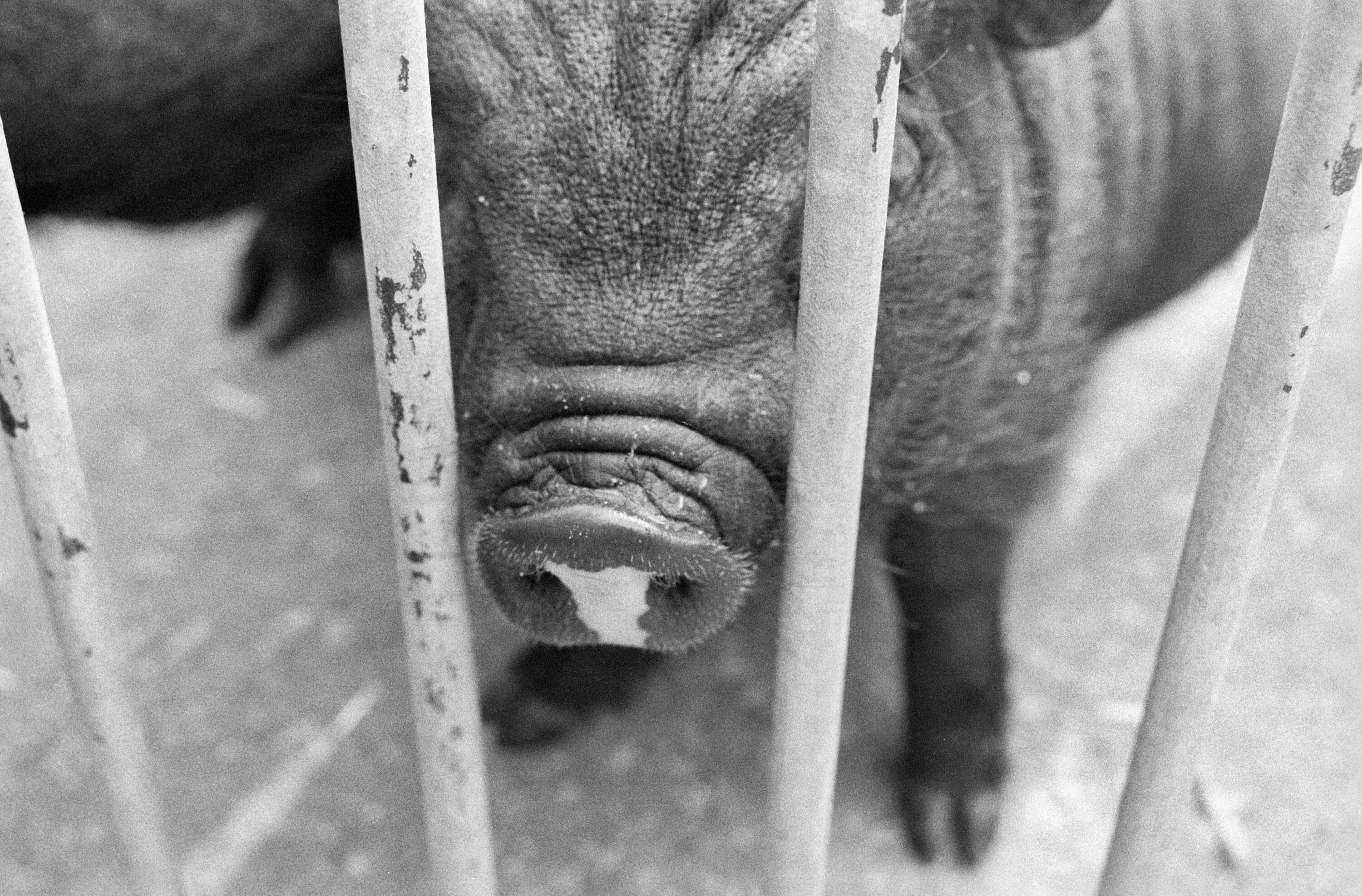 [Baseler Zoo]></div>


    <hr>
    <div class=