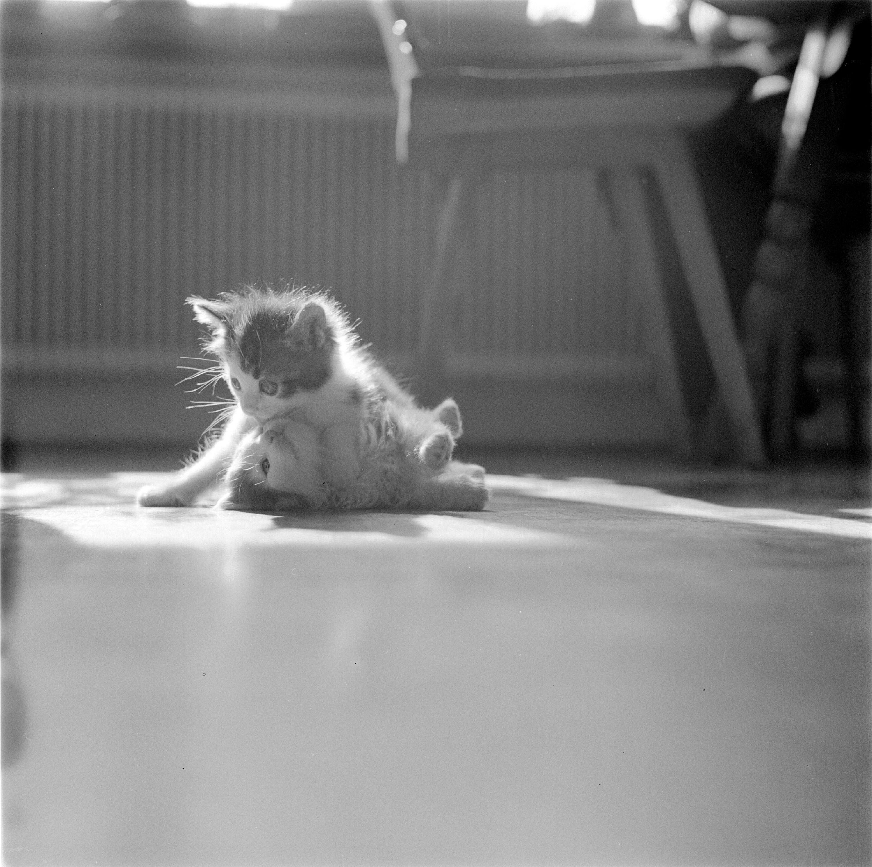 [Junge Katzen]></div>


    <hr>
    <div class=