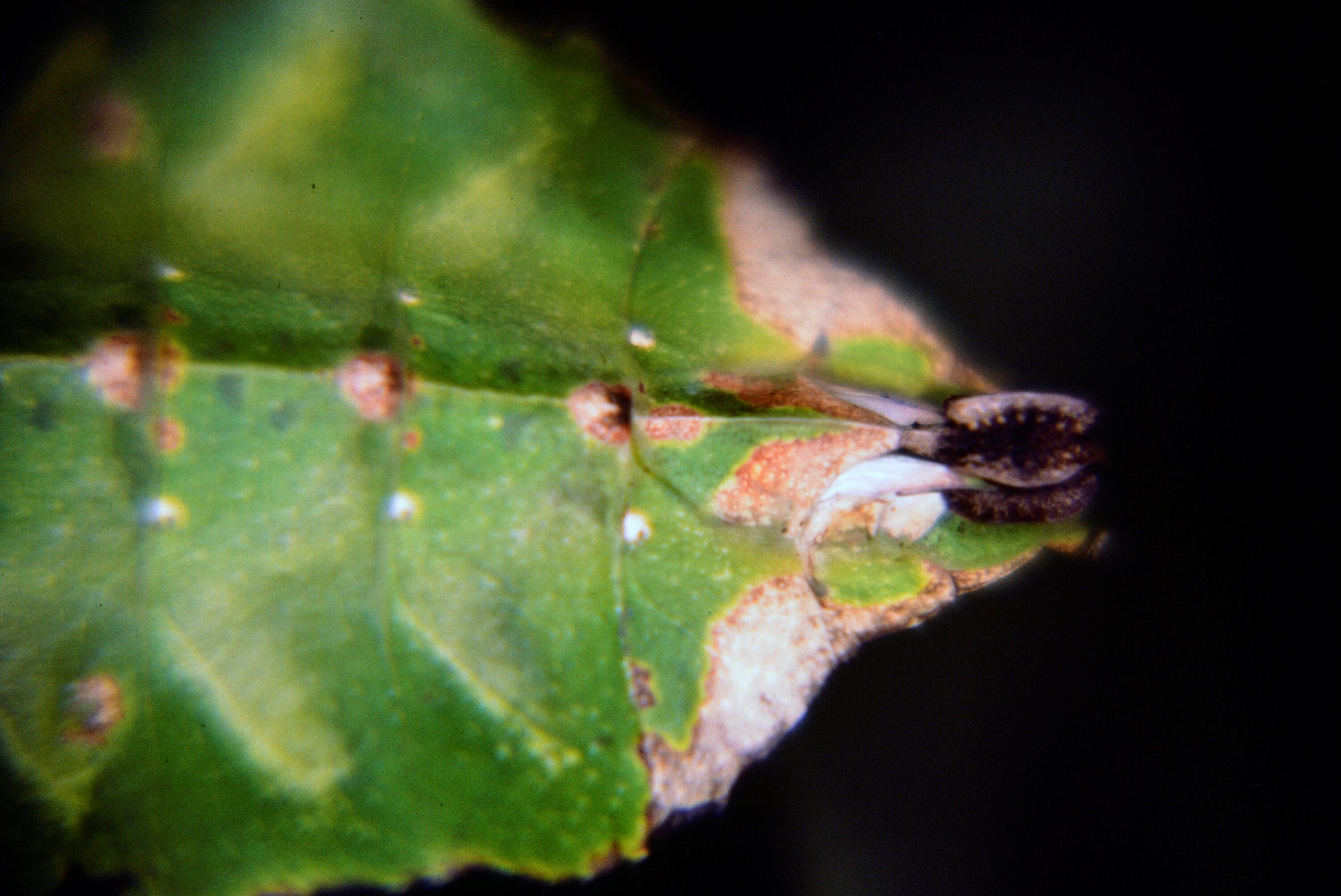 [Dschungel am Rande des Himmels]></div>


    <hr>
    <div class=