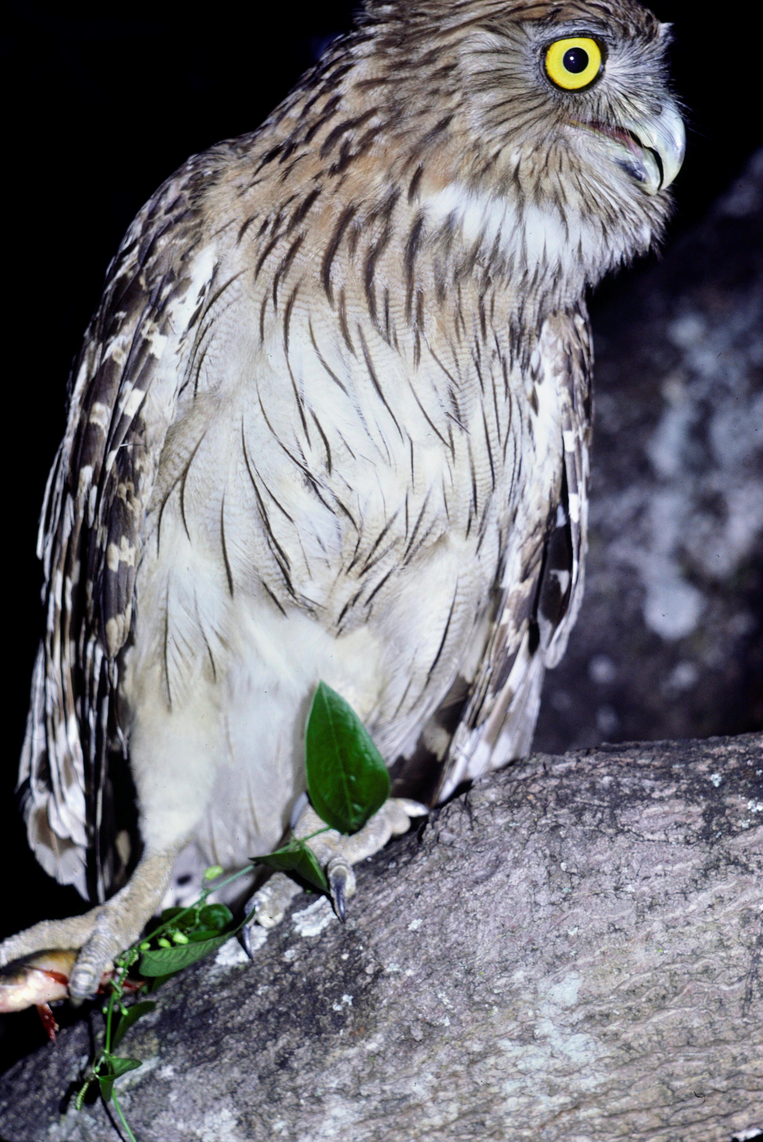 [Fischuhu]></div>


    <hr>
    <div class=