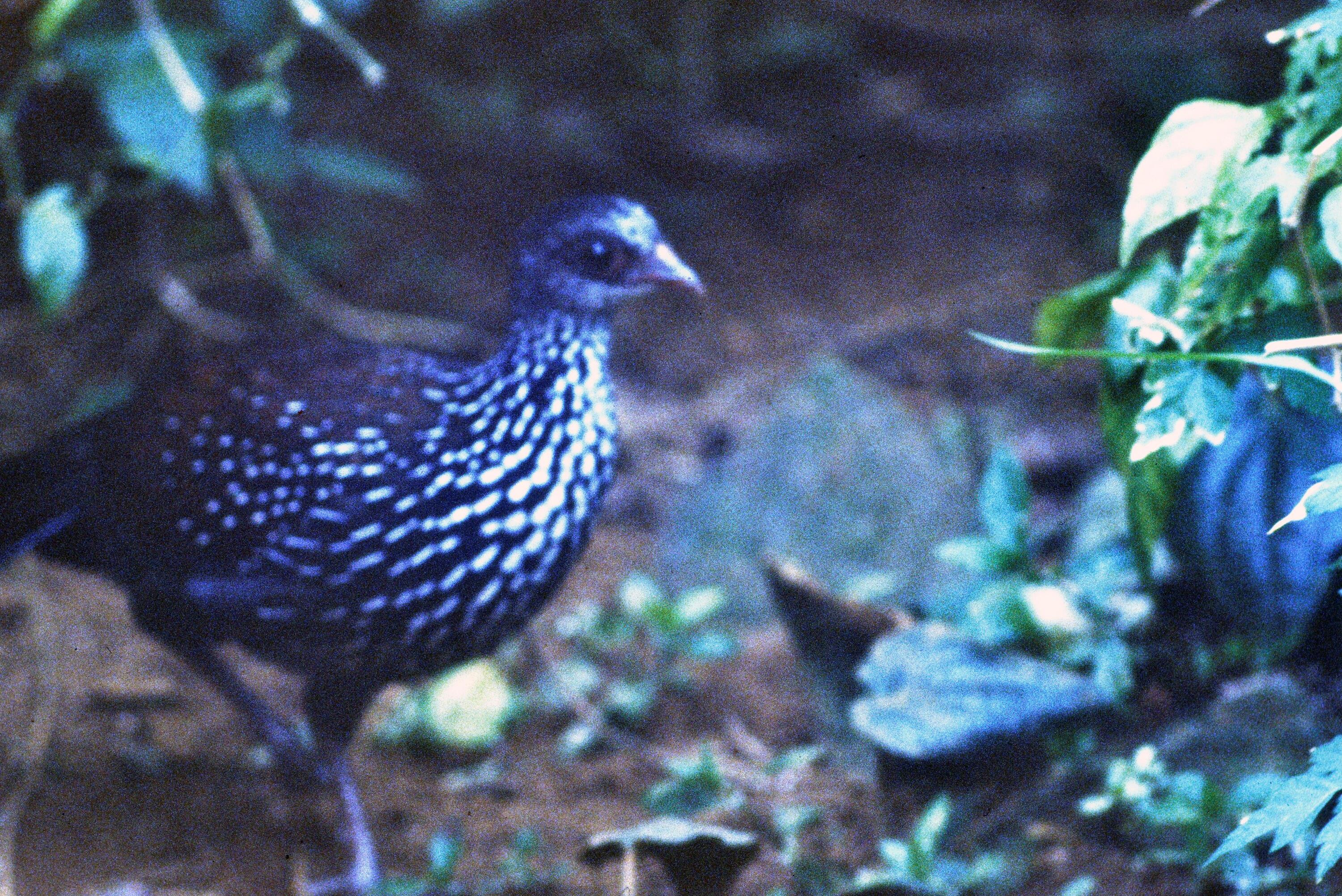 [Spurfowl, Wachtelvogel]></div>


    <hr>
    <div class=